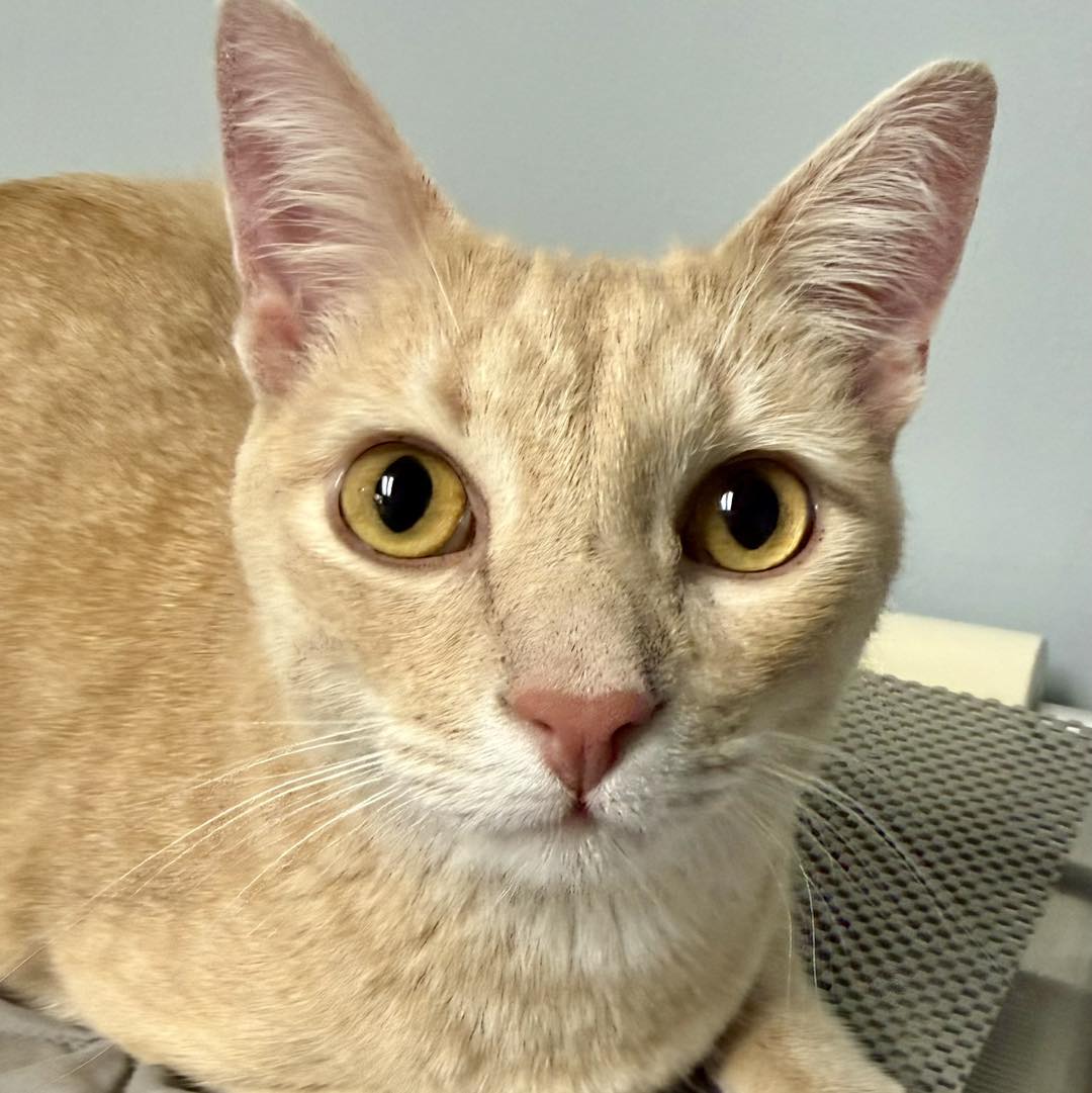 Furry Friends Veterinary Center Clearwater