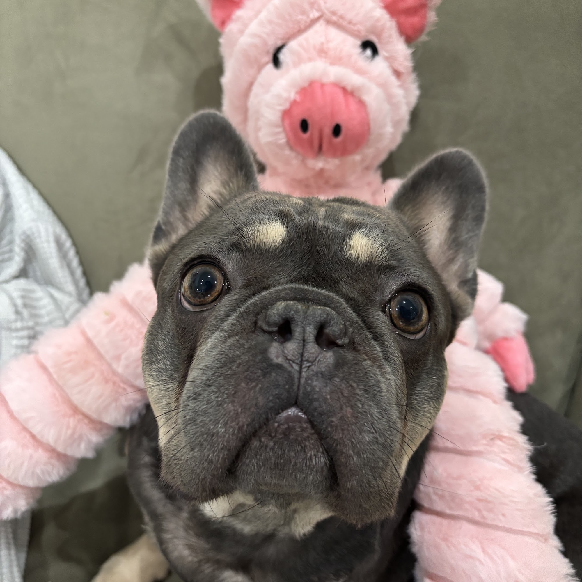 Animal & Bird Hospital of Clearwater Clearwater