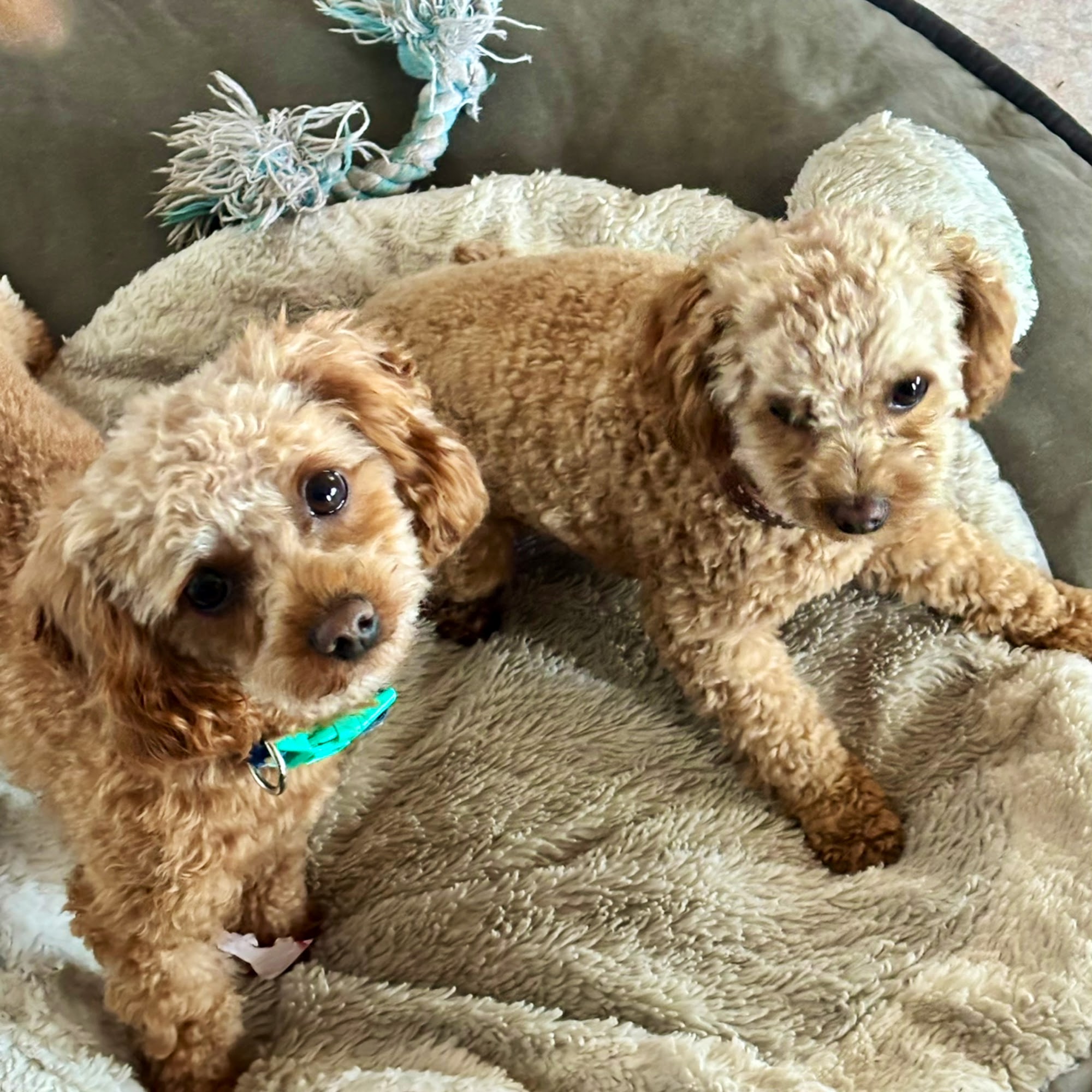 Cozy Doggie House LLC. Clearwater