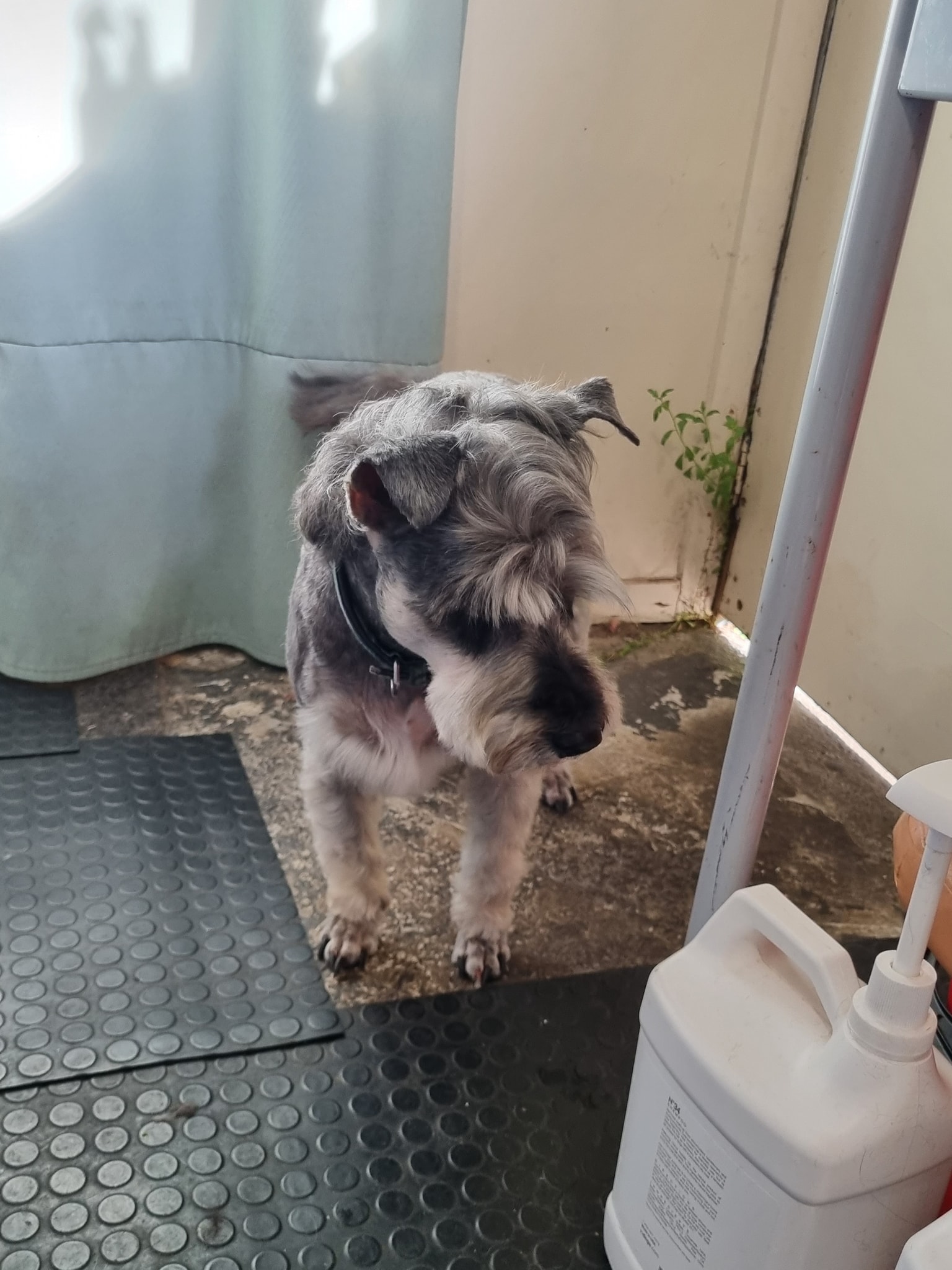 Pup Happiness Grooming