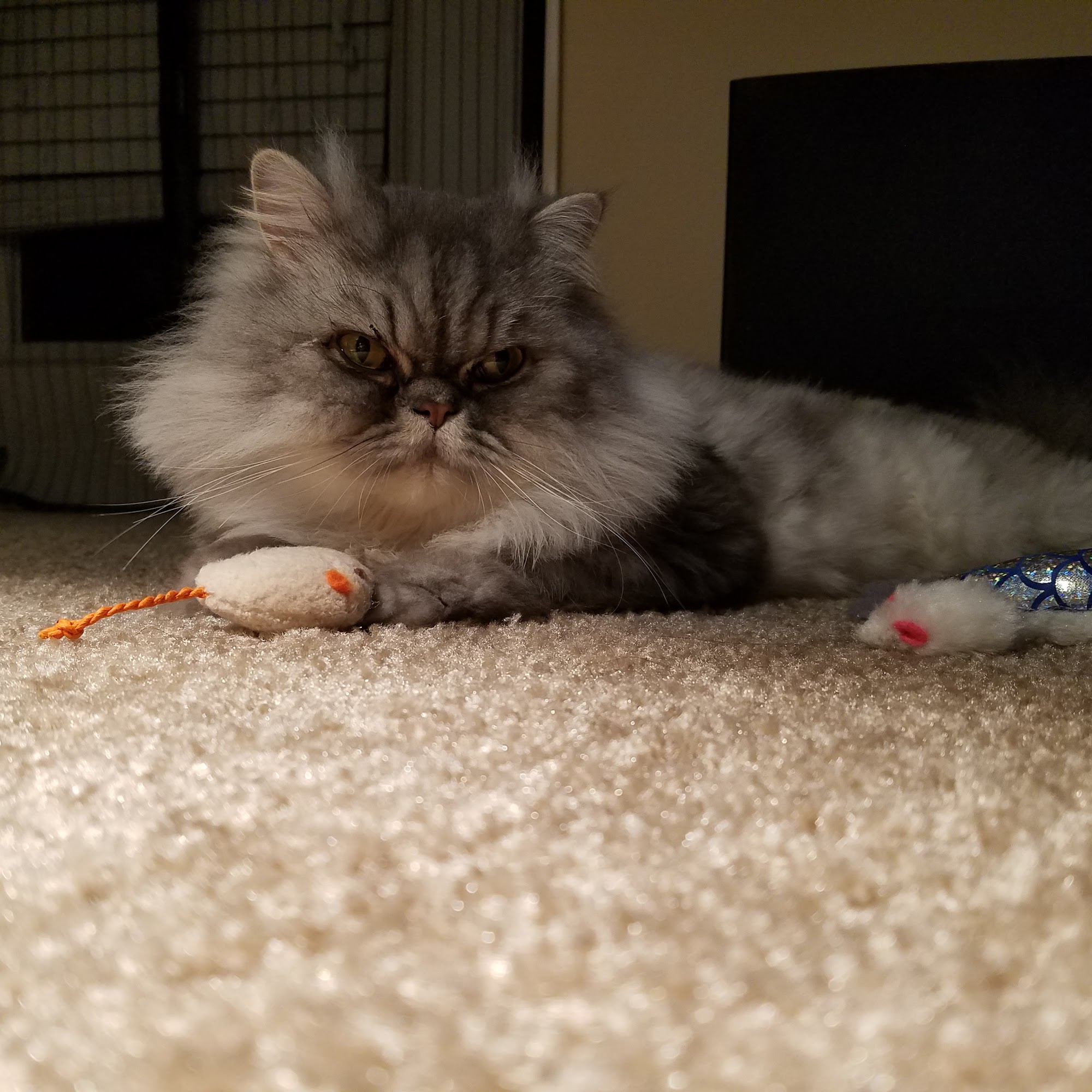 Pet Supermarket Clermont