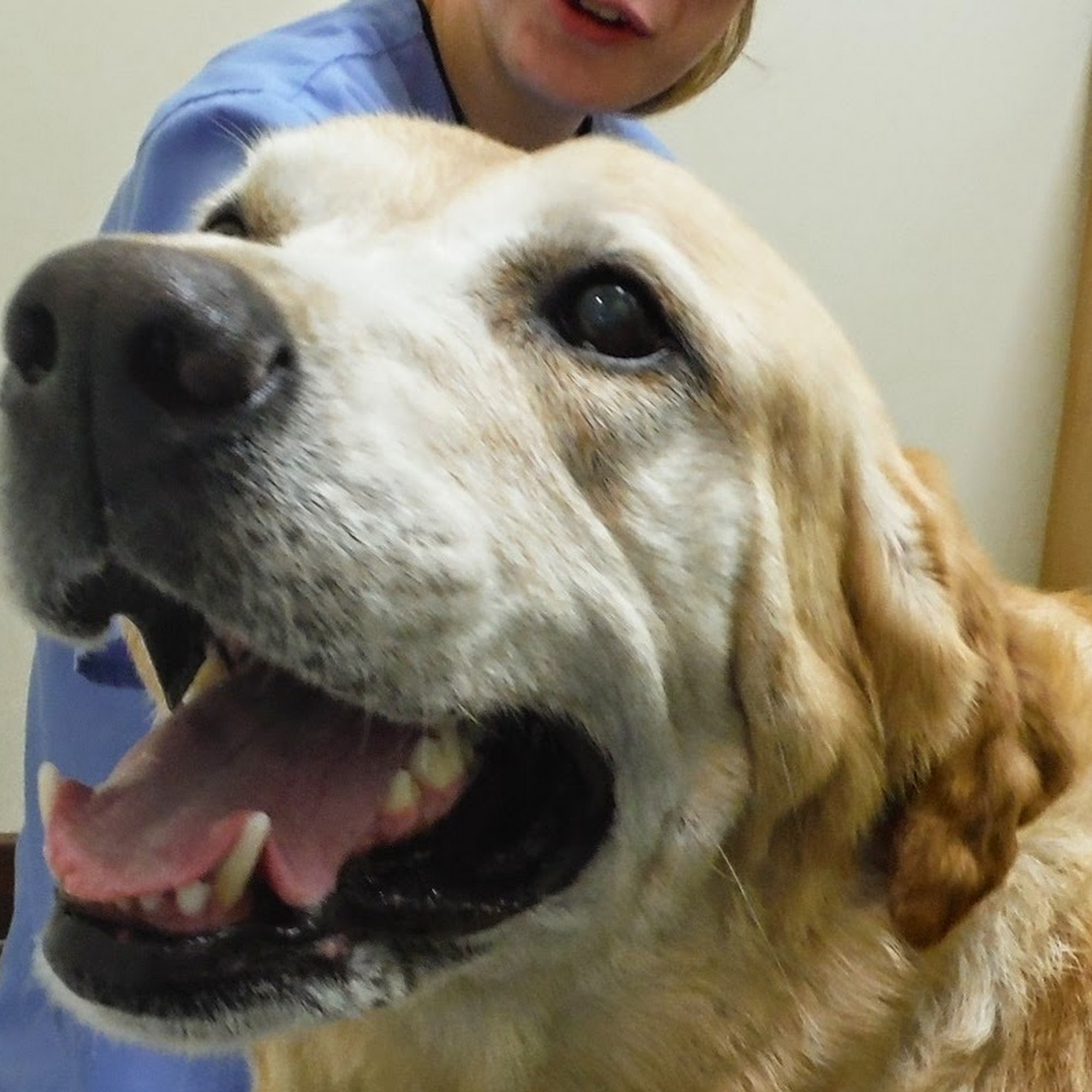 Atlas Pet Clinic Clermont