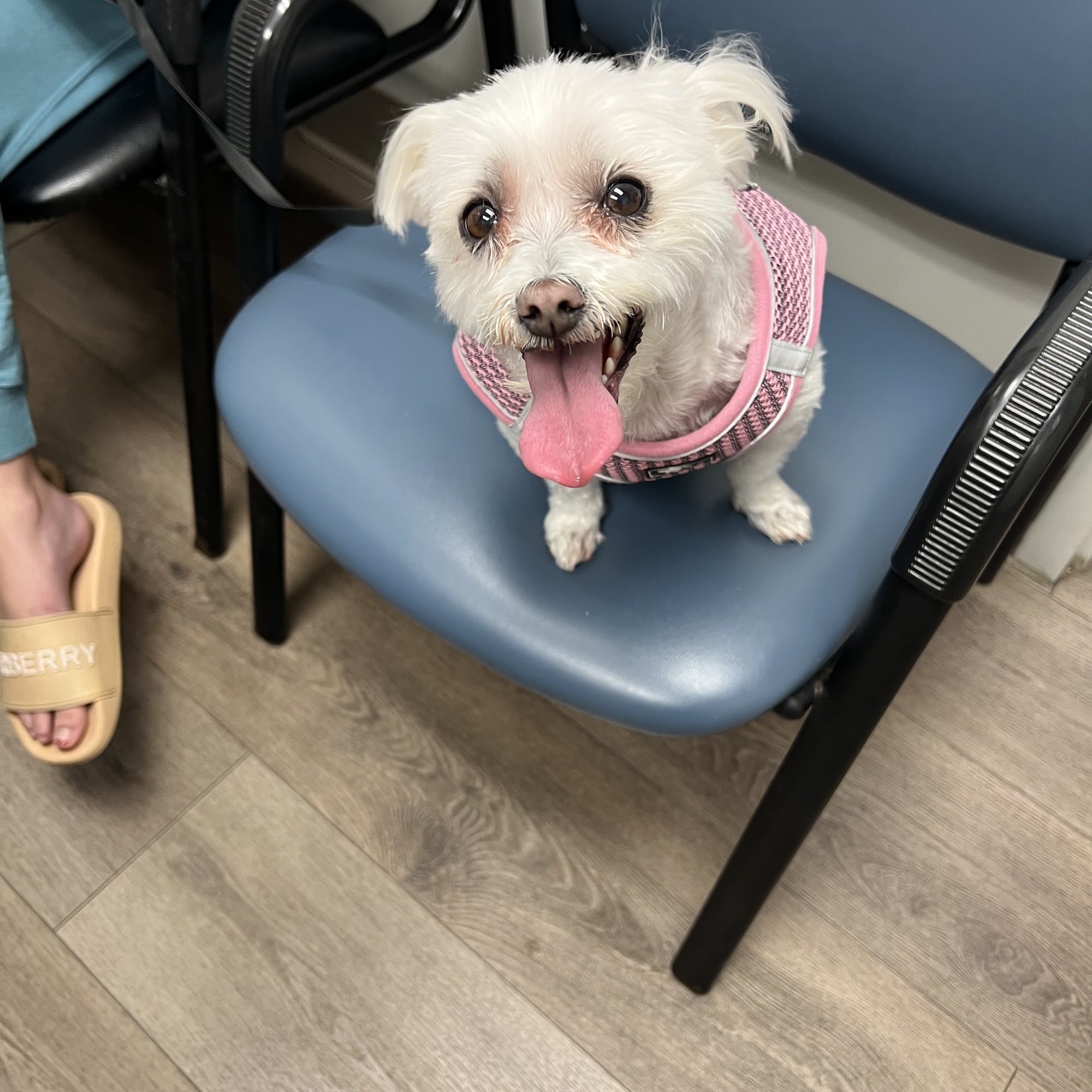 Royal Oaks Veterinary Hospital Clermont