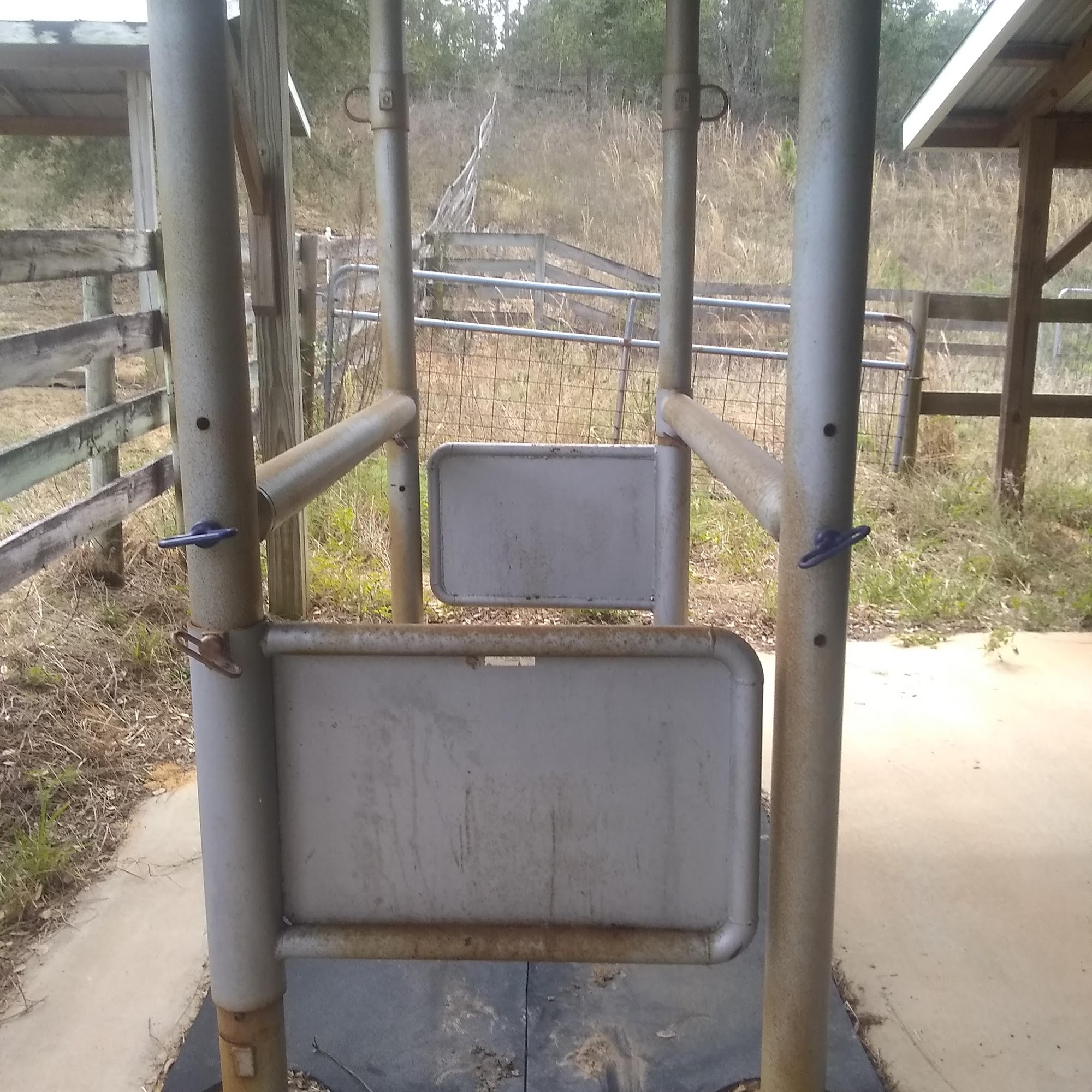 Florida Equine Veterinary Services Clermont