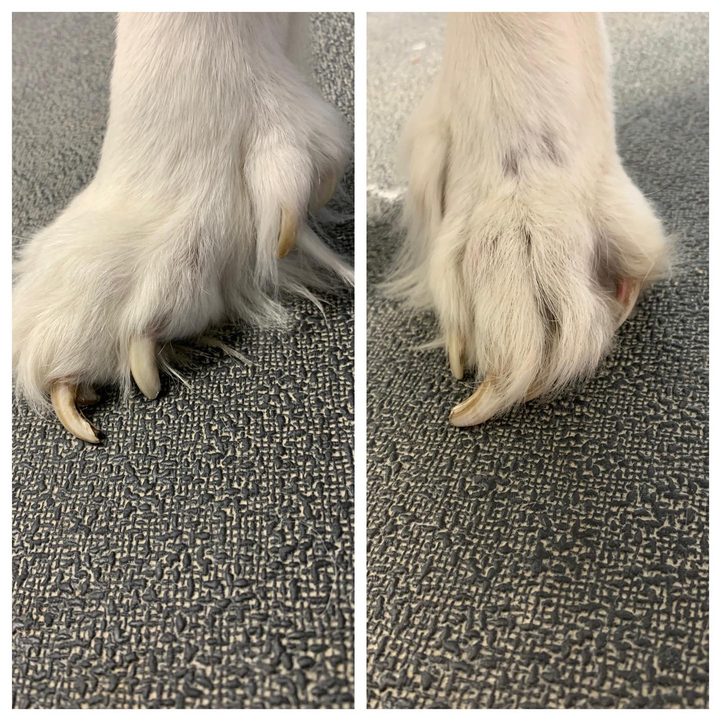 Broadway Pet Grooming Spa LLC Clermont