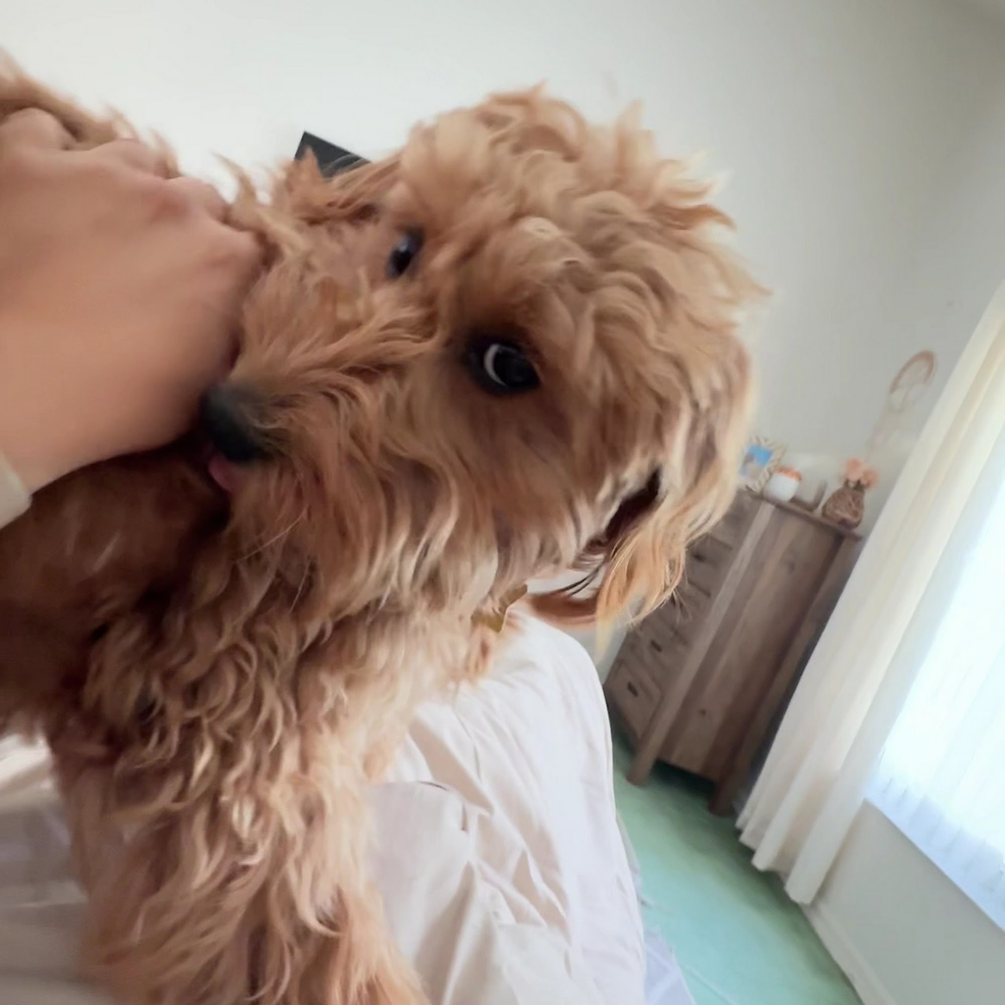 Stylish Dog Grooming Clermont