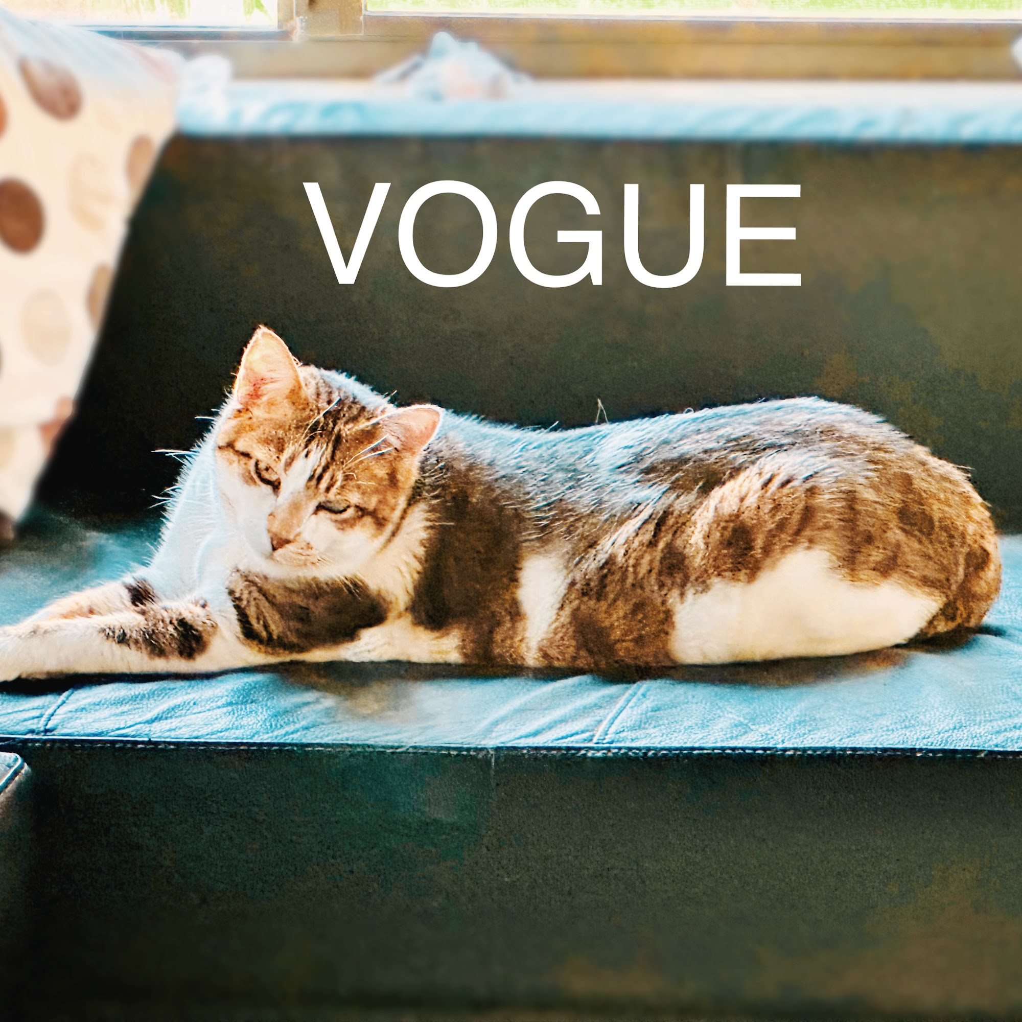 Lakeridge Animal Hospital Clermont