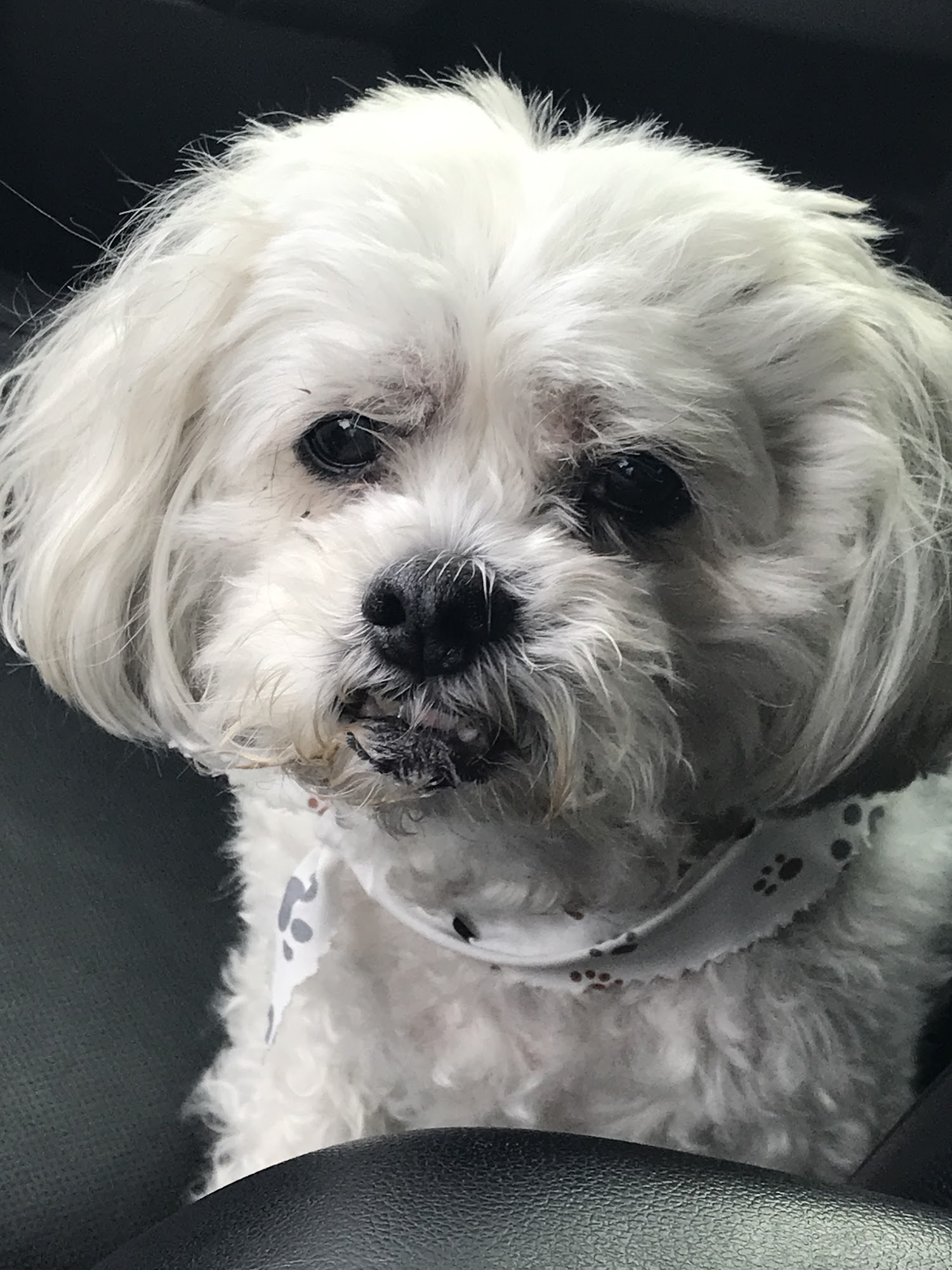 Island Animal Hospital on Cocoa Beach Cocoa Beach