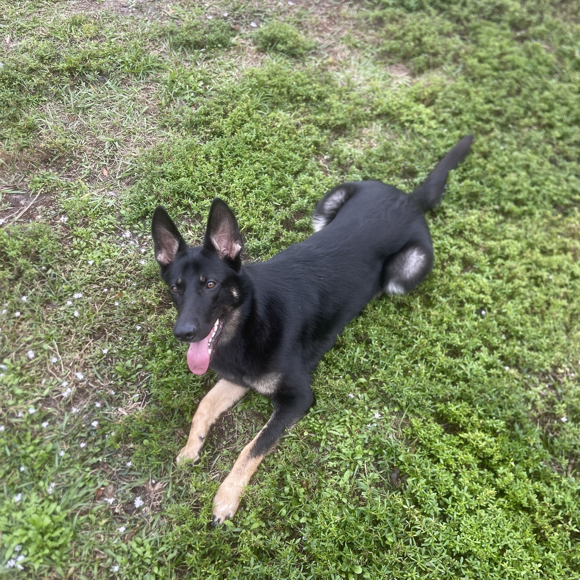 Companion Animal Hospital Cocoa