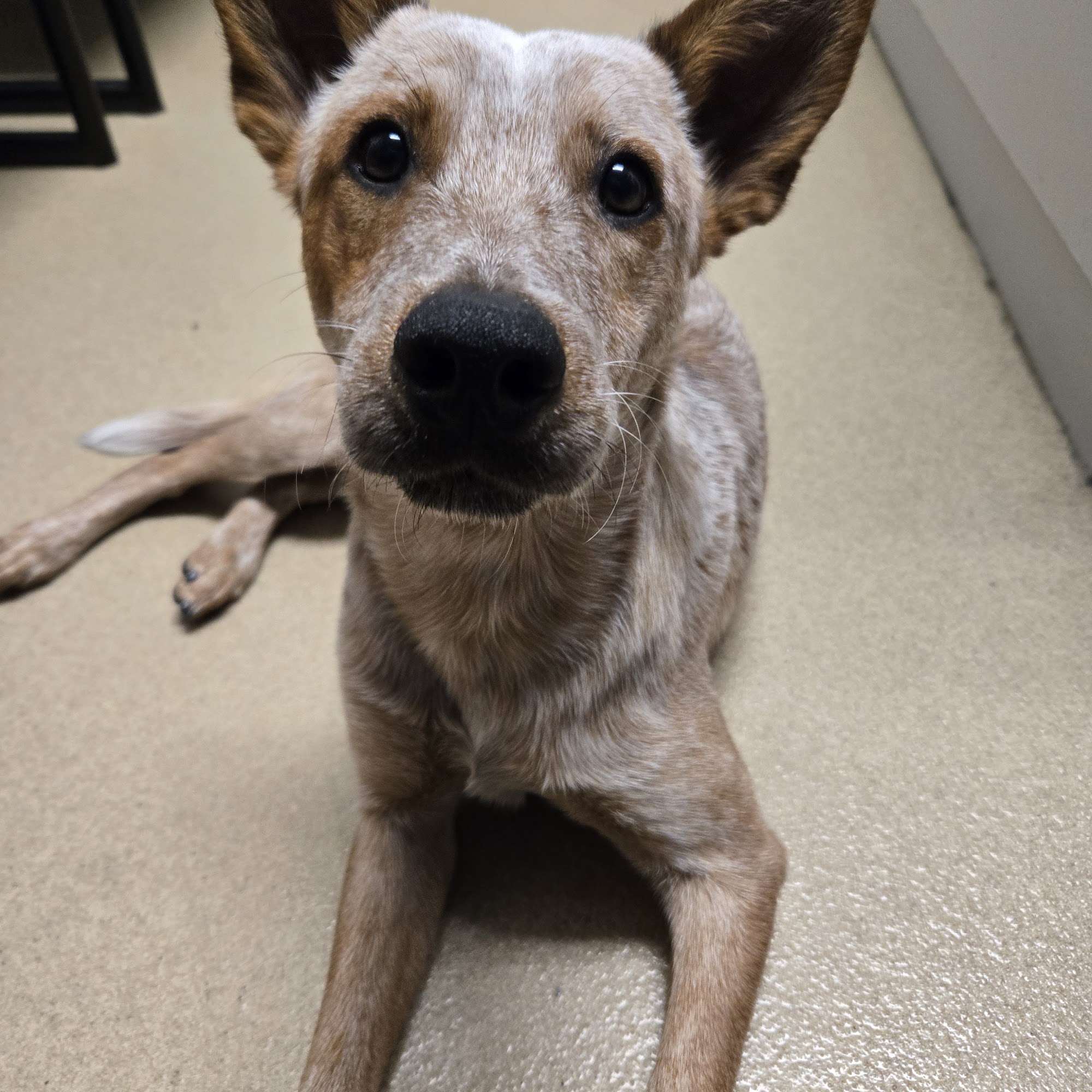 Cocoa Veterinary Hospital Cocoa