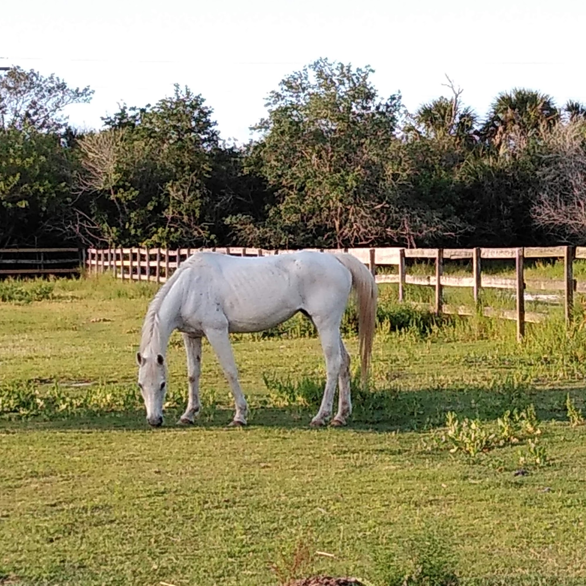 Equine Wellness and Performance of Central Florida Cocoa