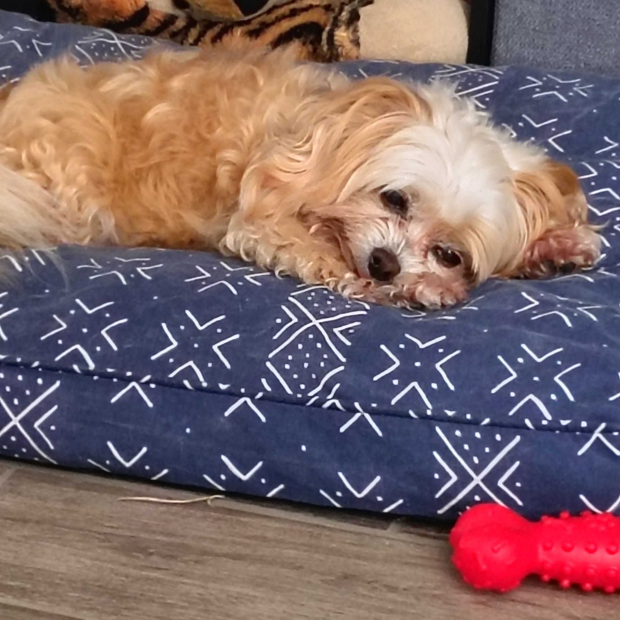 Parkway Animal Hospital Cocoa