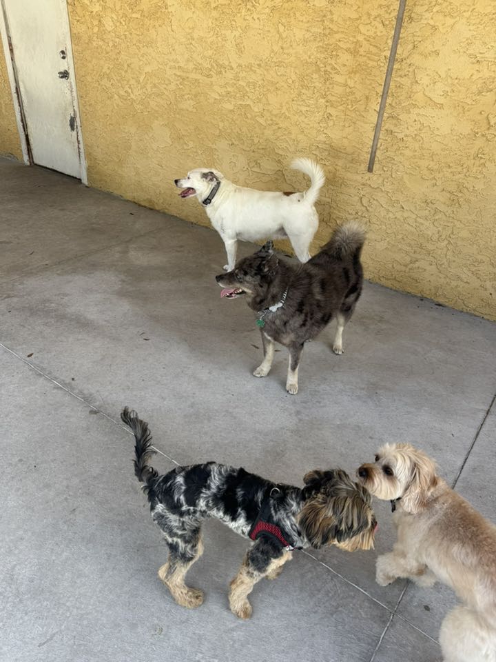 Pet Stop Grooming And Boarding, LLC Cocoa