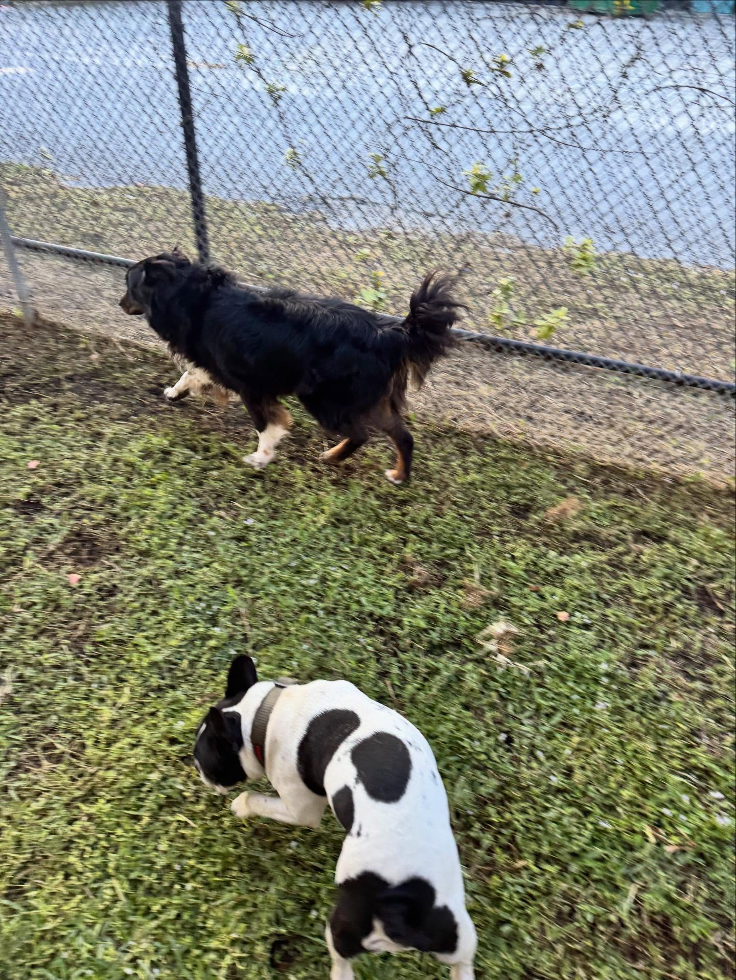 Pet Stop Grooming And Boarding, LLC Cocoa