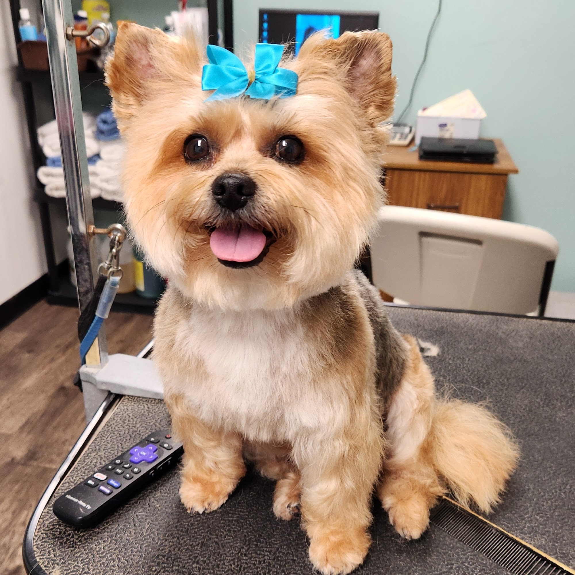 Grooming by Toni. inc. Cocoa