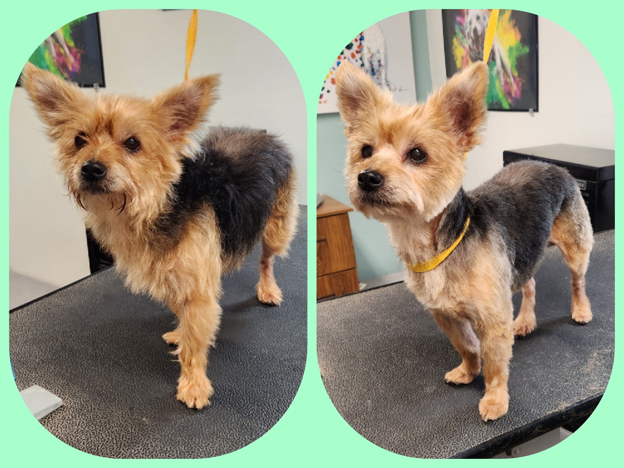 Grooming by Toni. inc. Cocoa