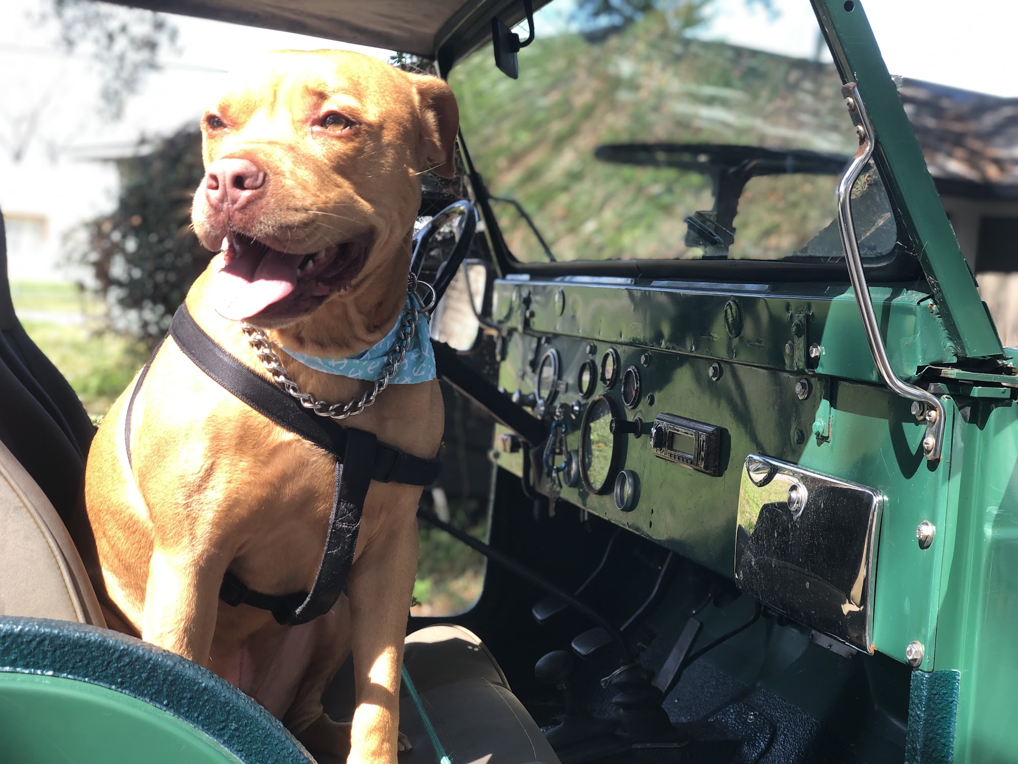 The Laundromutt, LLC Cocoa