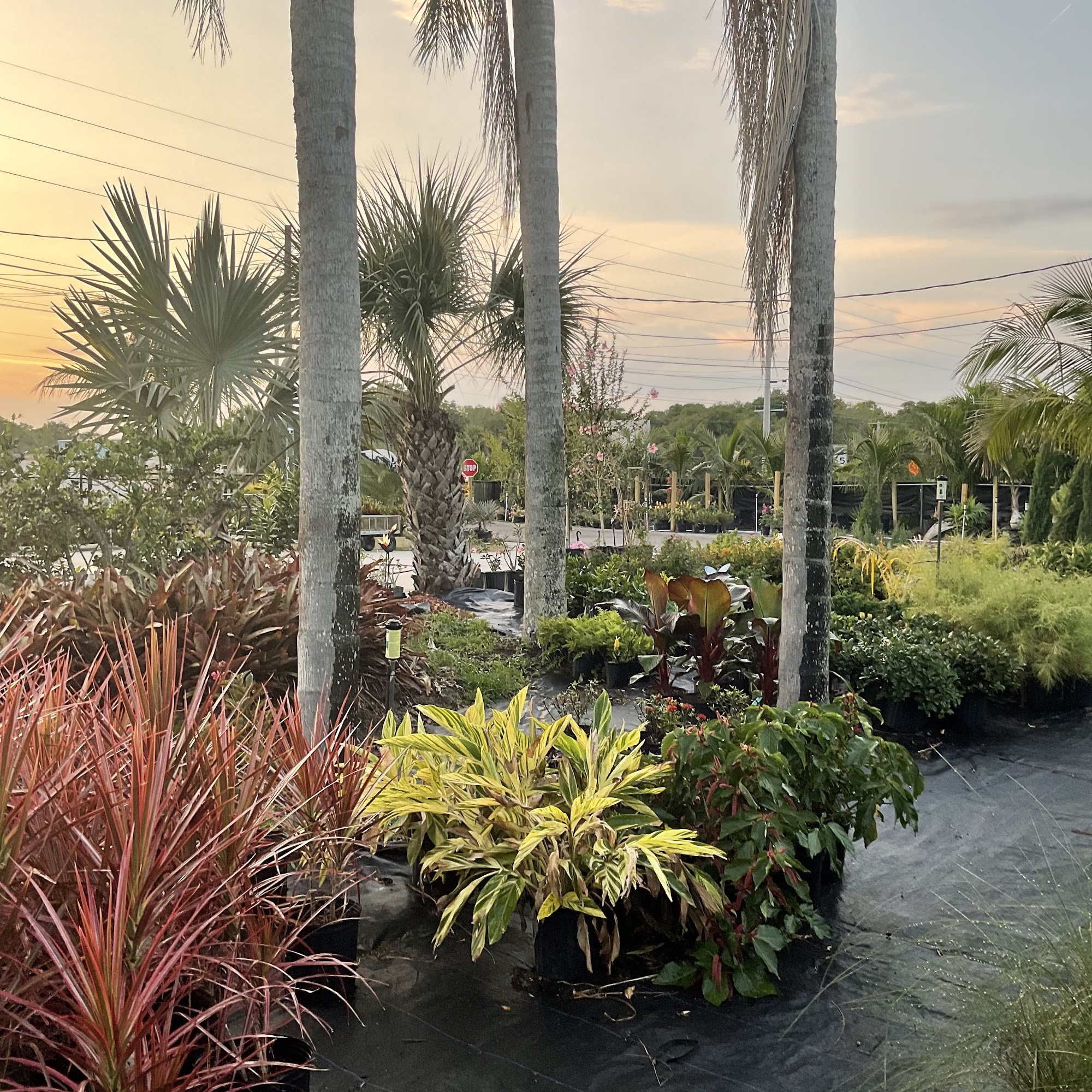 Cocoa Botanical Garden Cocoa