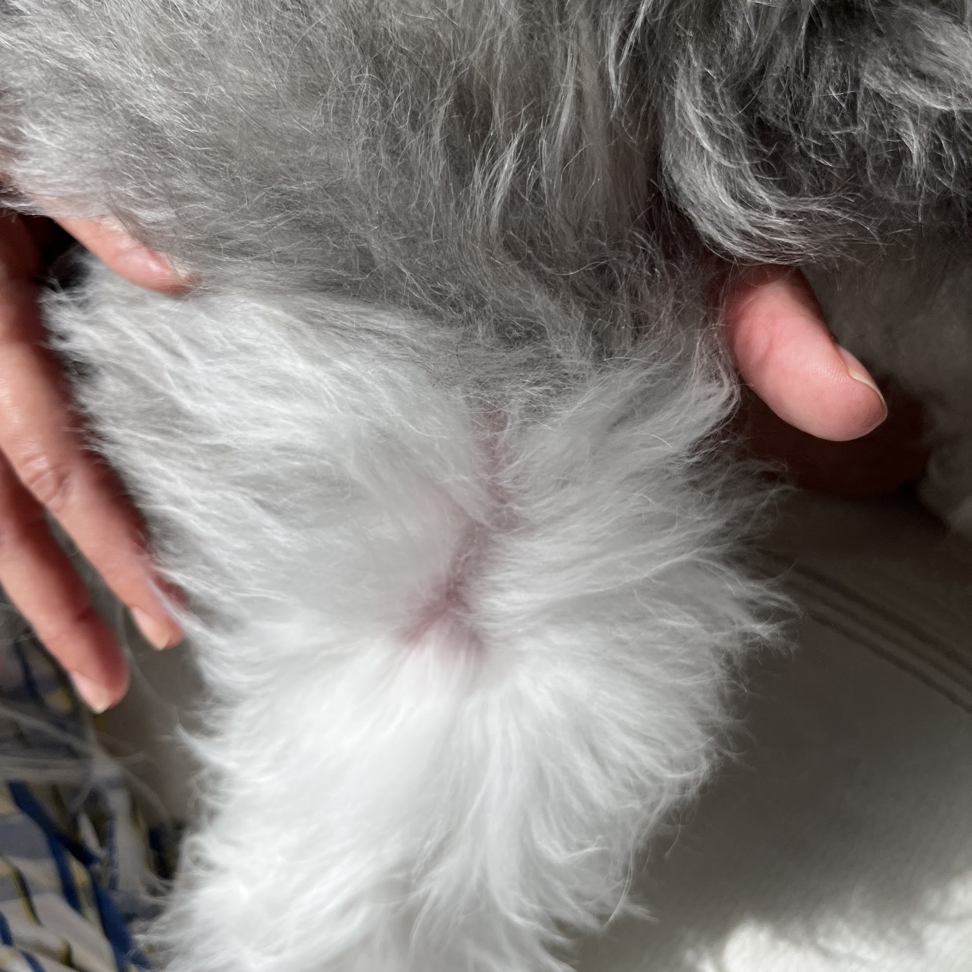 Shampoodles Luxe Pet Care Coconut Creek