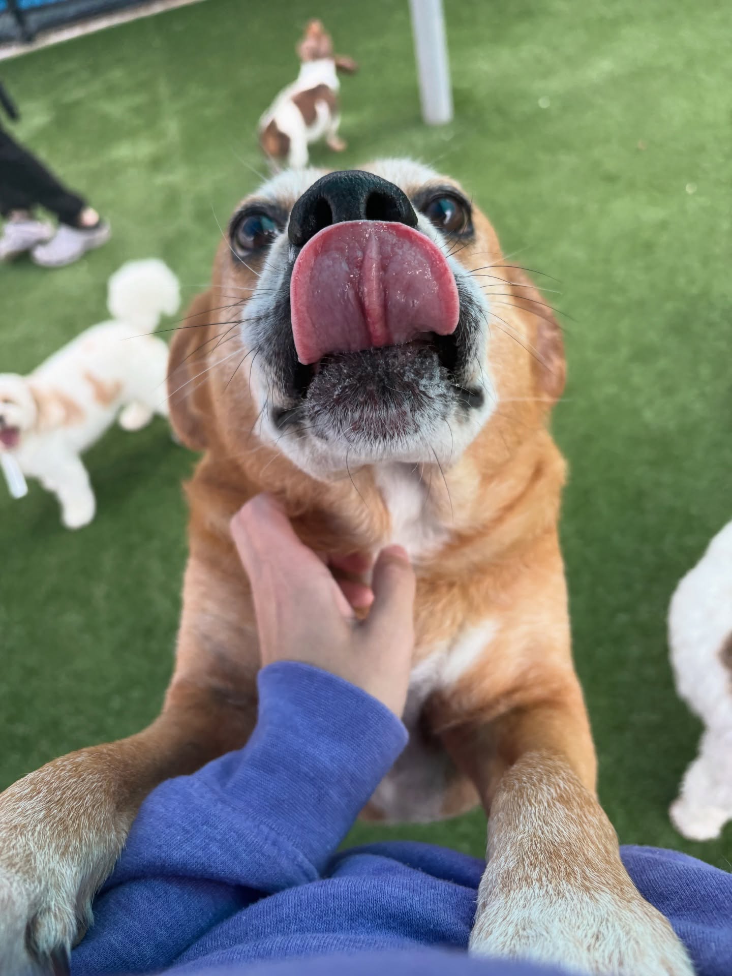 Pet Paradise Coconut Creek Coconut Creek