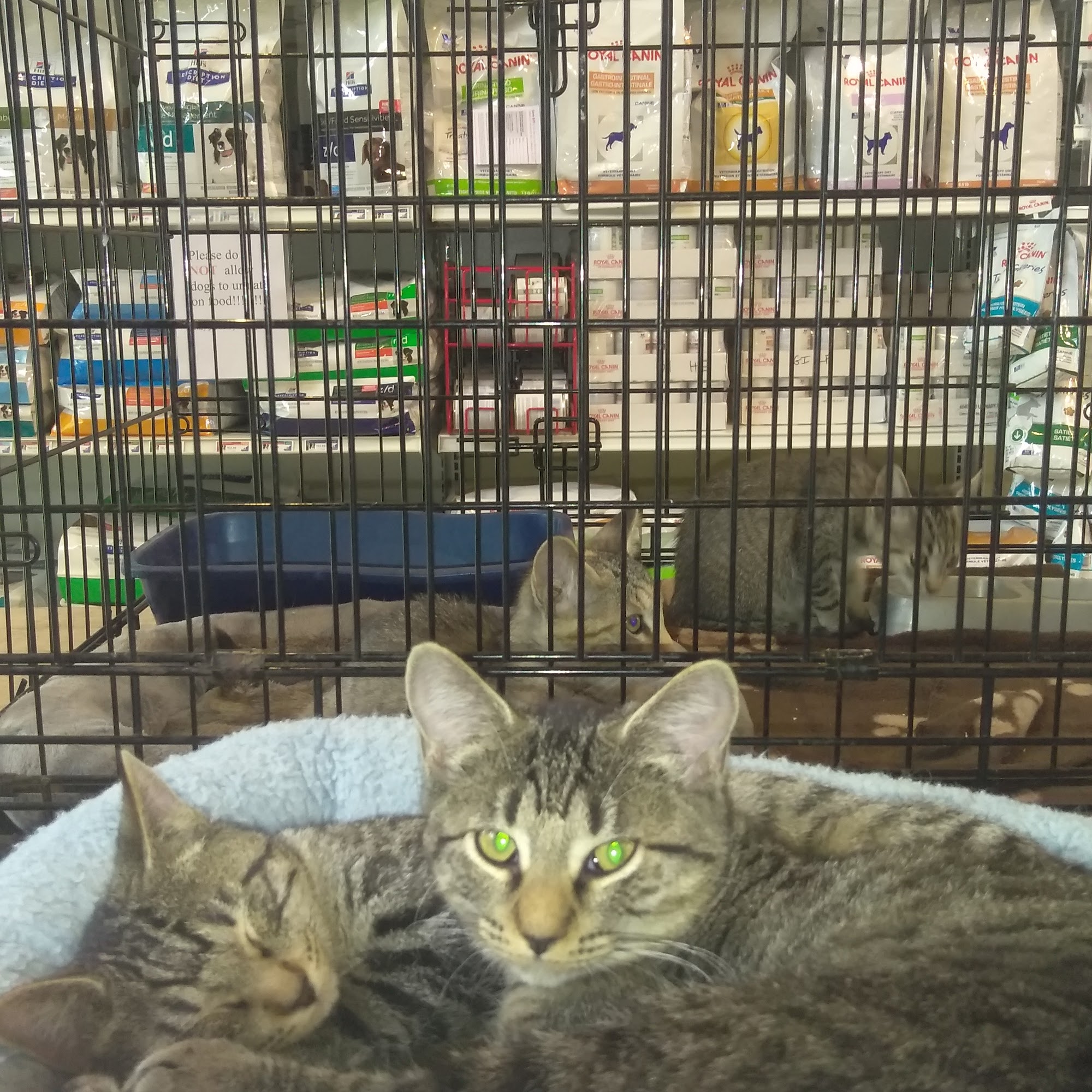 Four Paws Animal Hospital Cooper City