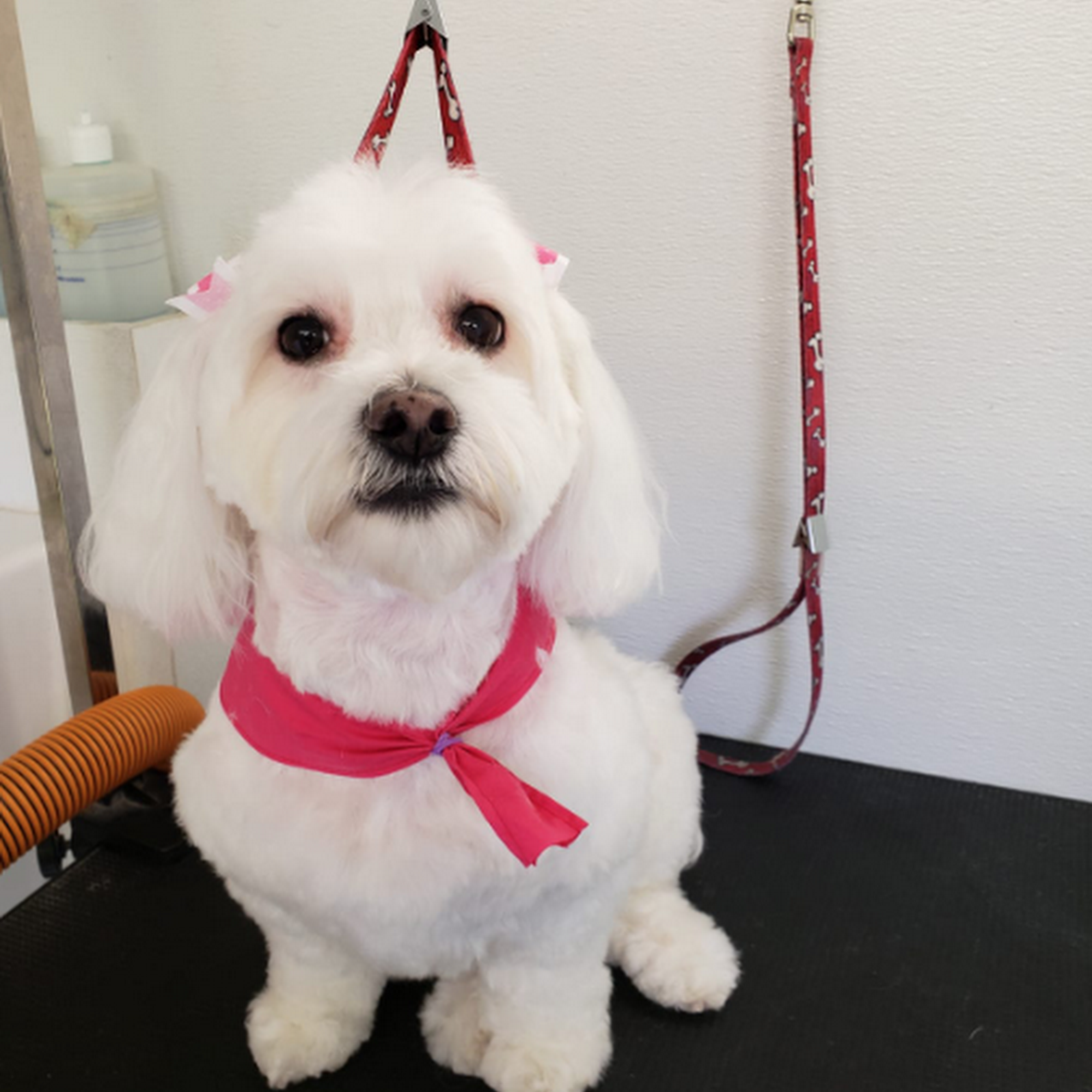 Huggies Pet Grooming Cooper City