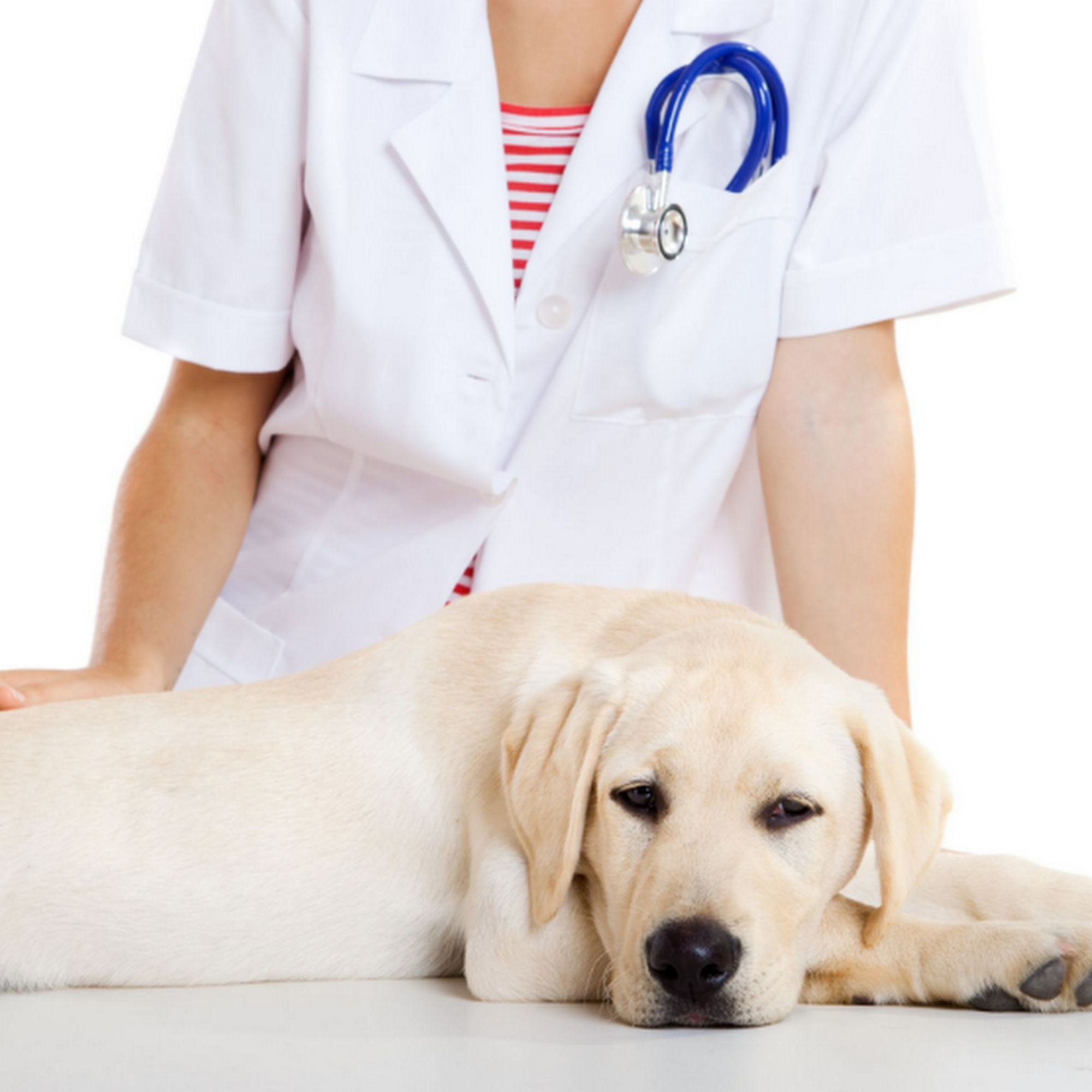 Animal Clinic 8 & 43 Coral Gables