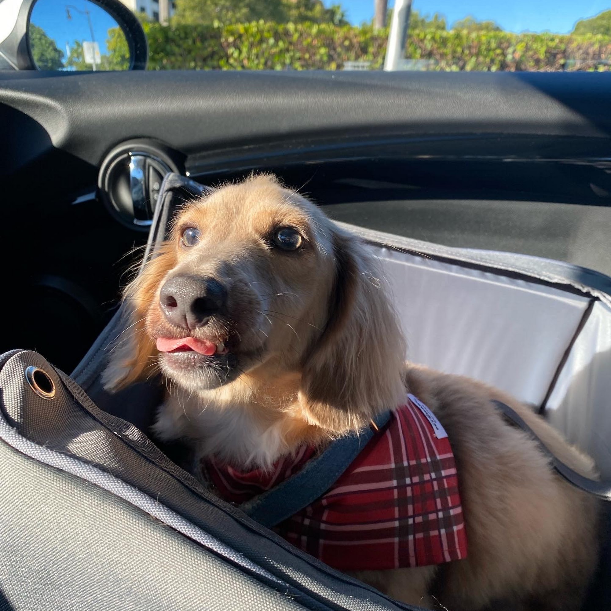 Ponce De Leon Animal Clinic Coral Gables