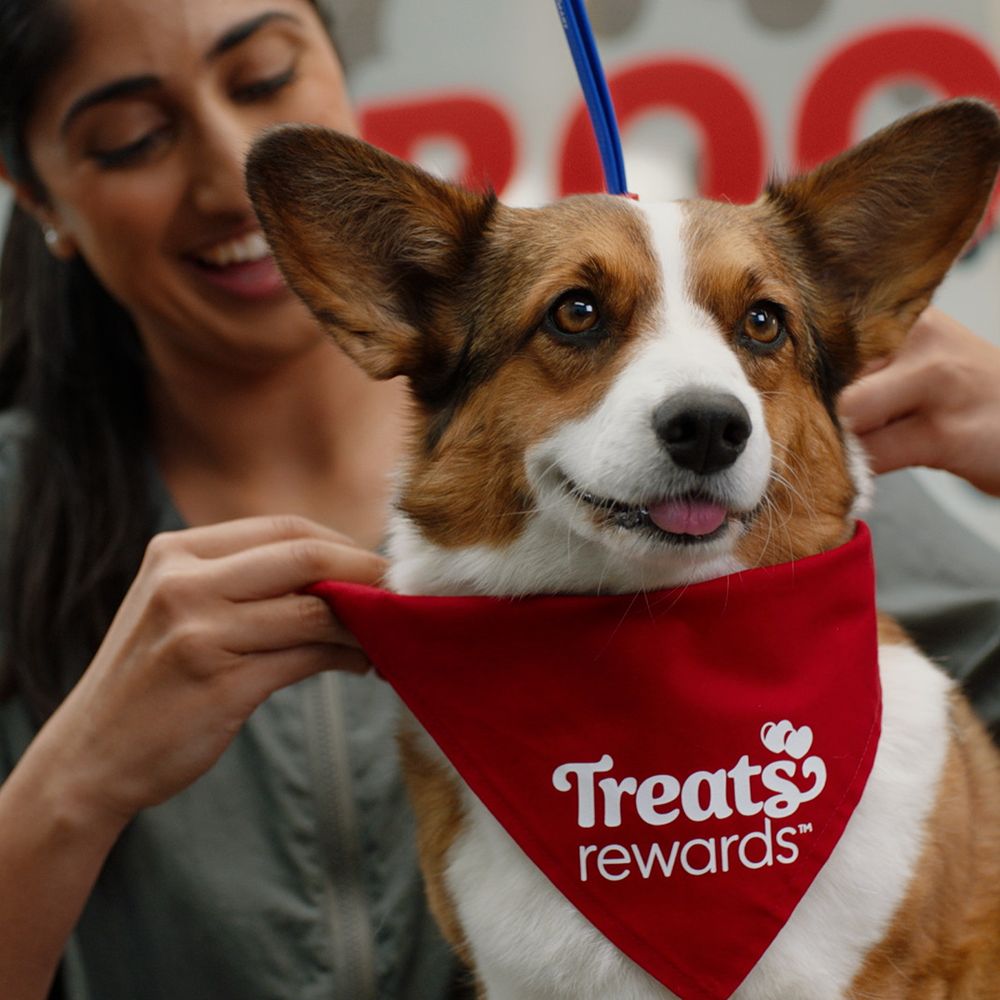 PetsHotel Coral Gables Coral Gables