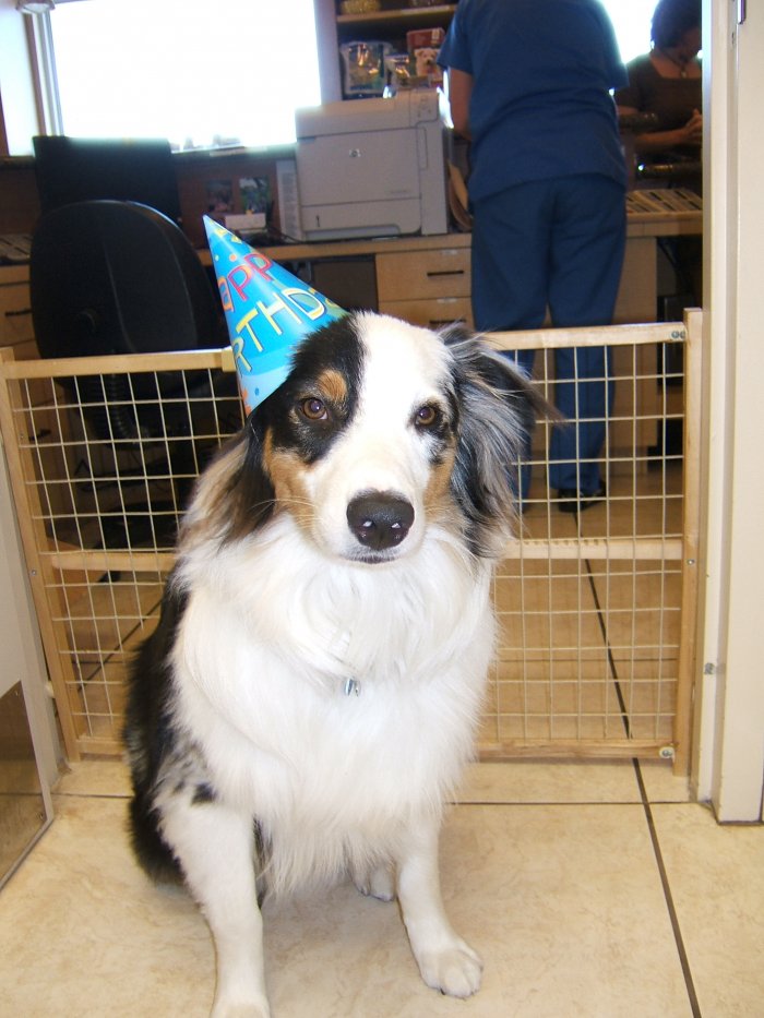 VCA Wiles Road Animal Hospital Coral Springs