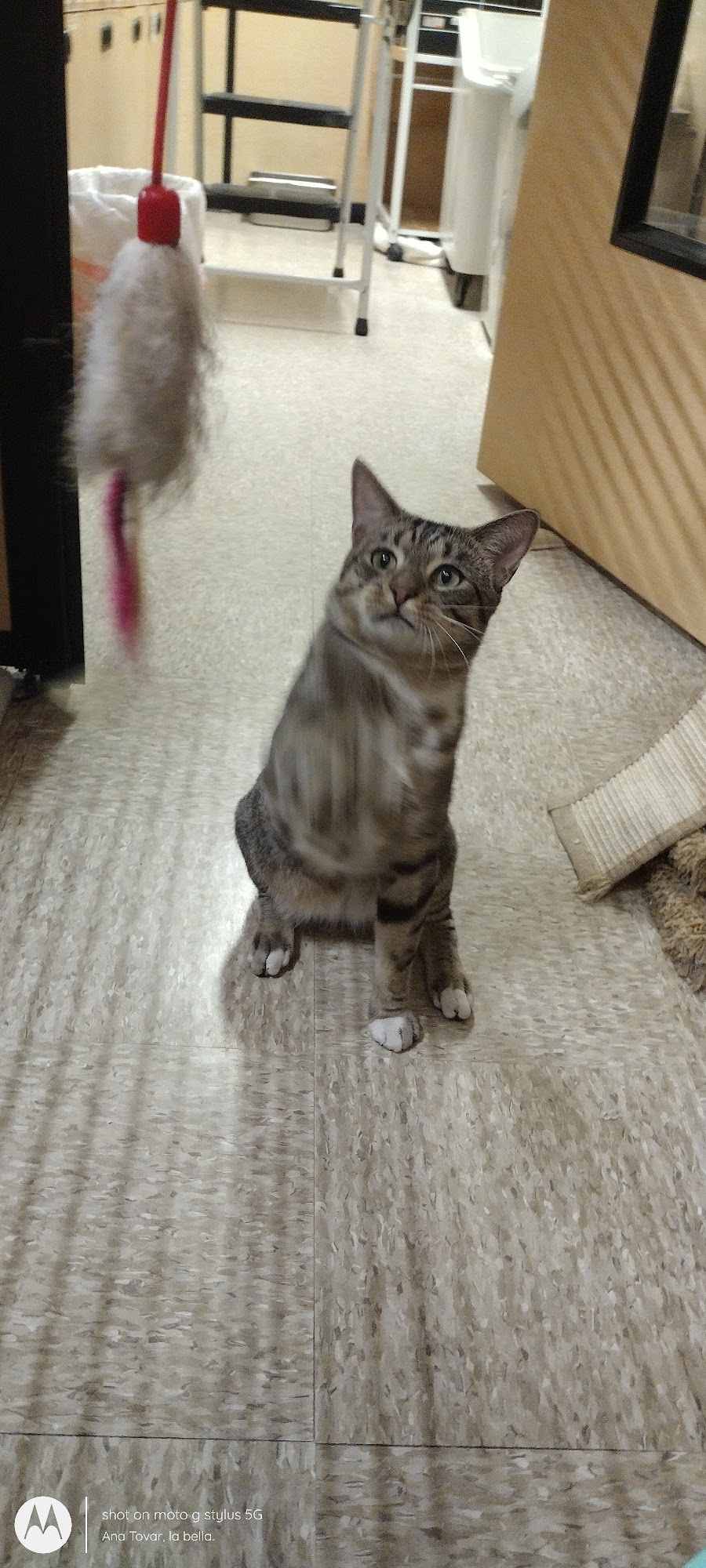 PetSmart Coral Springs