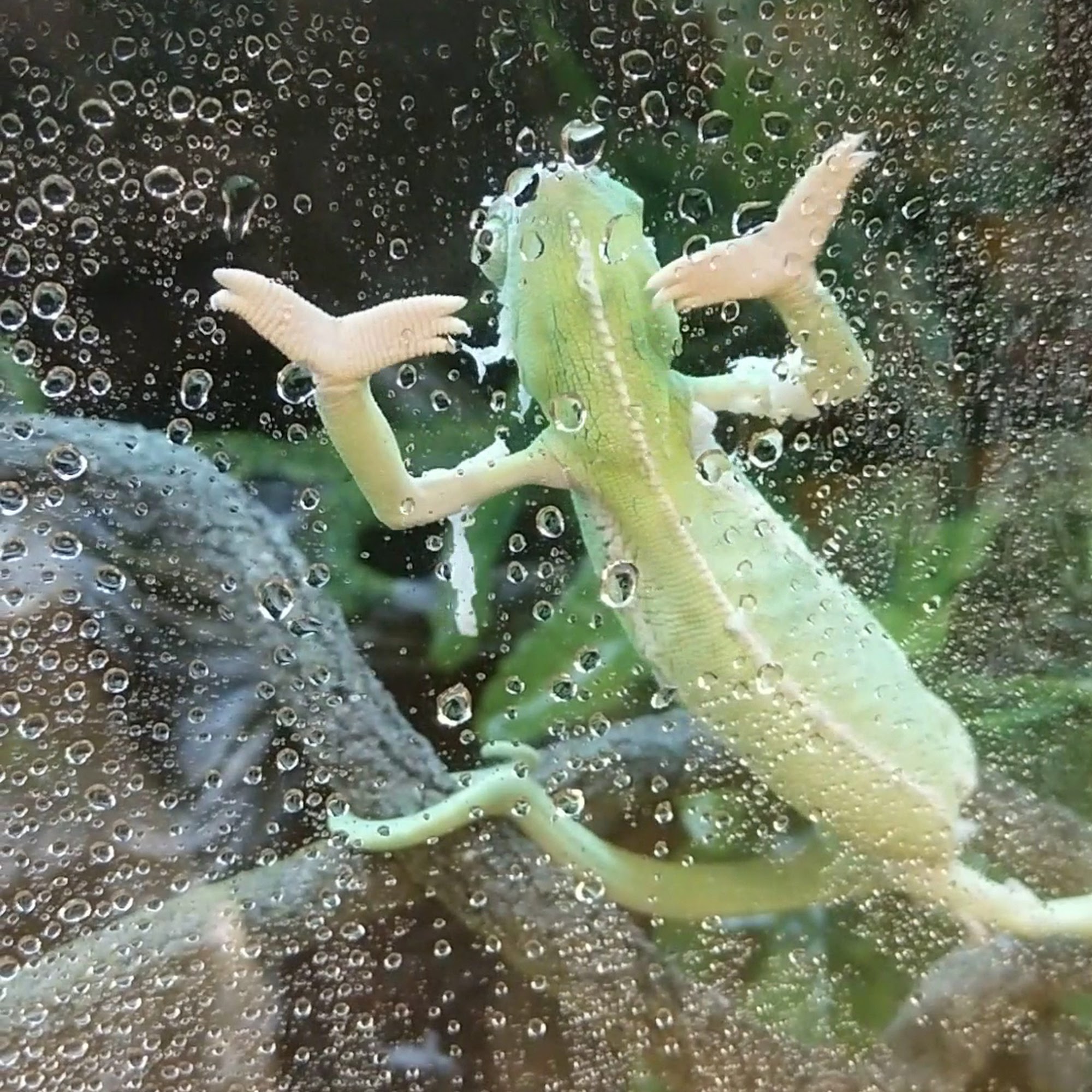 PetSmart Coral Springs