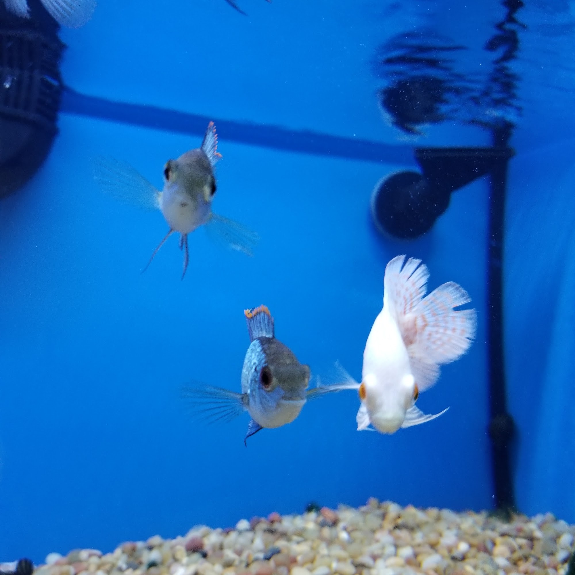 Pet Supermarket Coral Springs