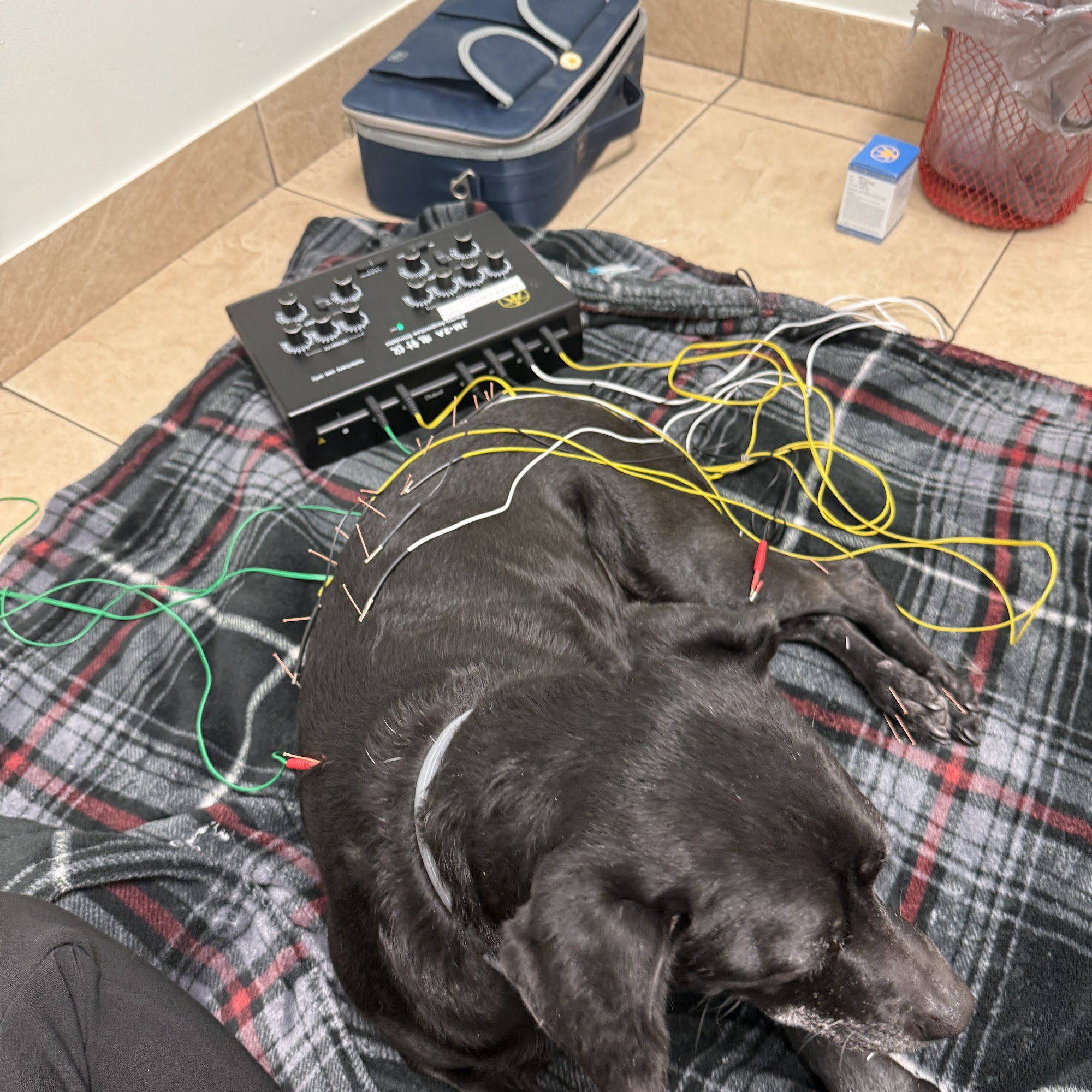 Royal Palm Veterinary Hospital Coral Springs