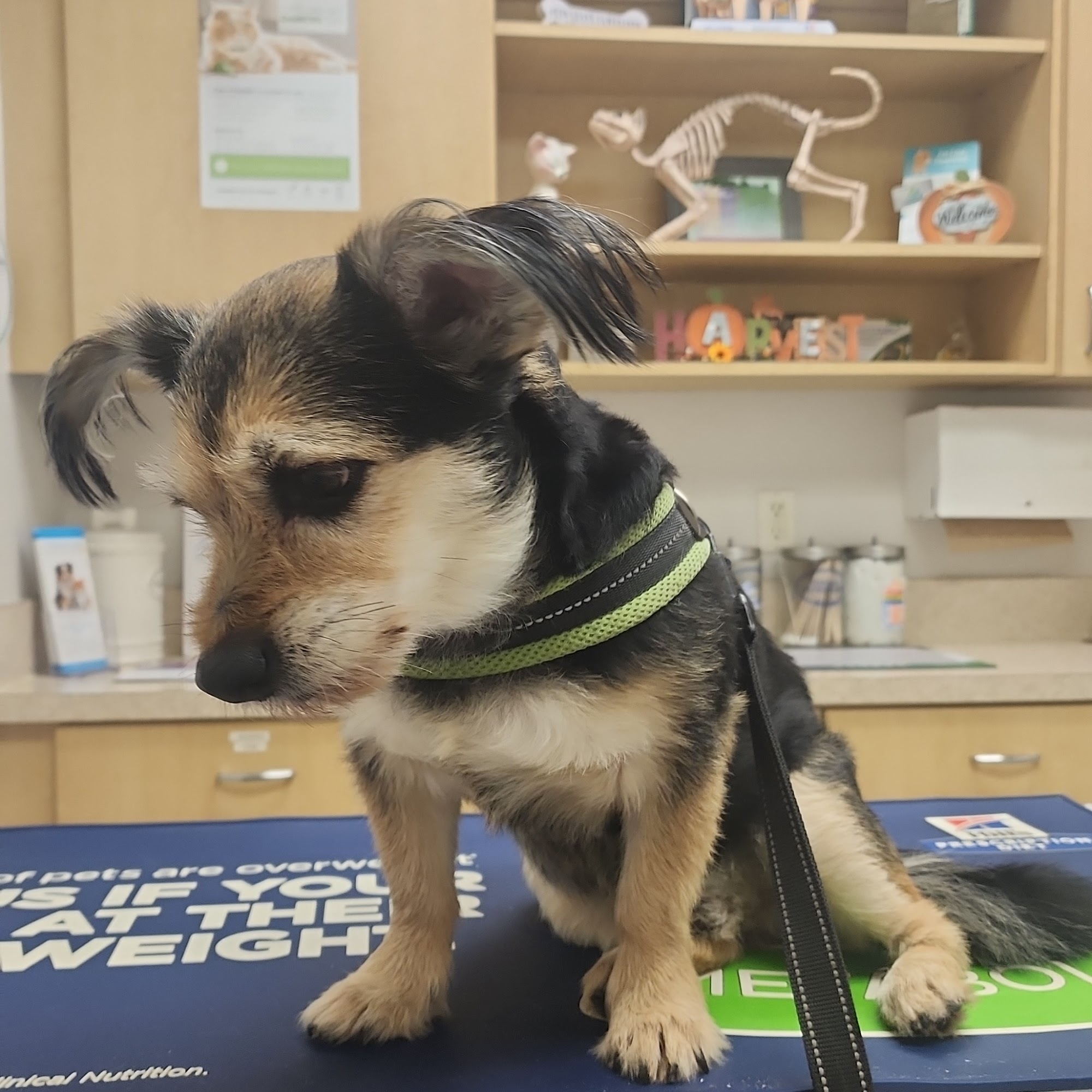 Ramblewood Animal Hospital Coral Springs