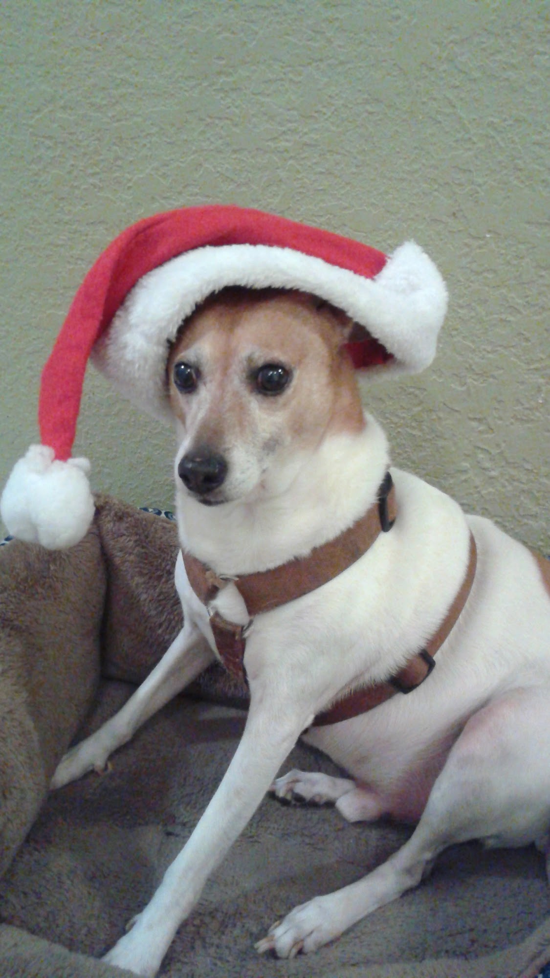 Bark N Park Mobile Grooming Coral Springs