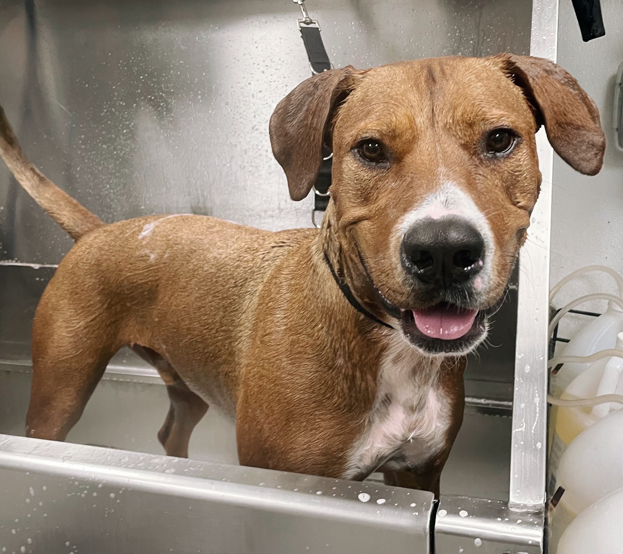 Scenthound Parkland Coral Springs