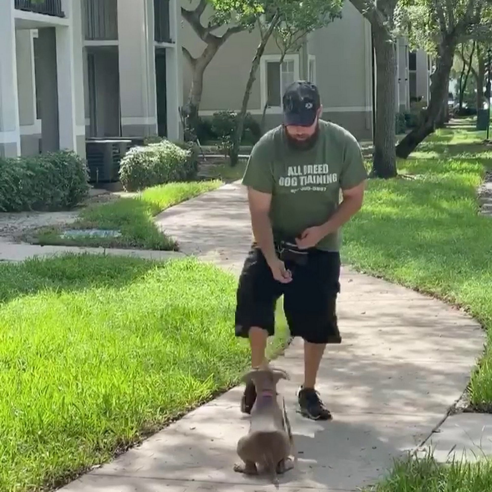 All Breed Dog Training Coral Springs