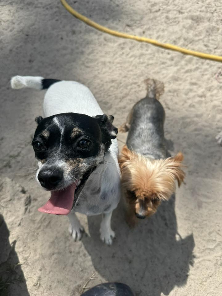 Bloxam Boarding Kennels Crawfordville