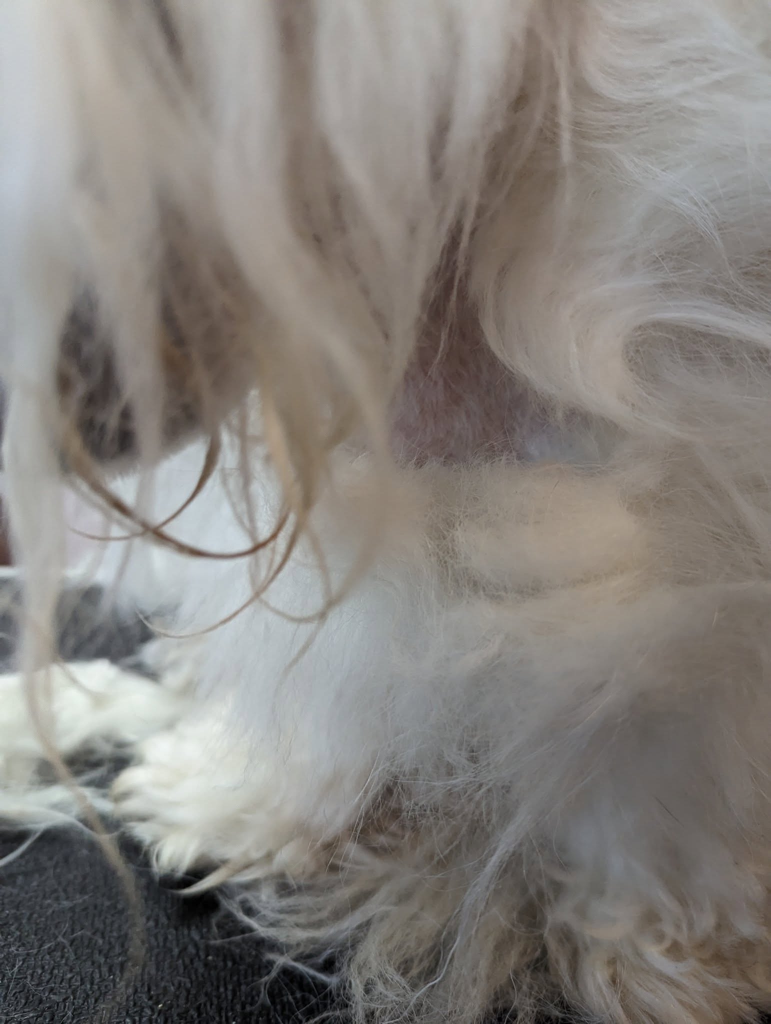Puppy Purrs Dog Grooming Crawfordville
