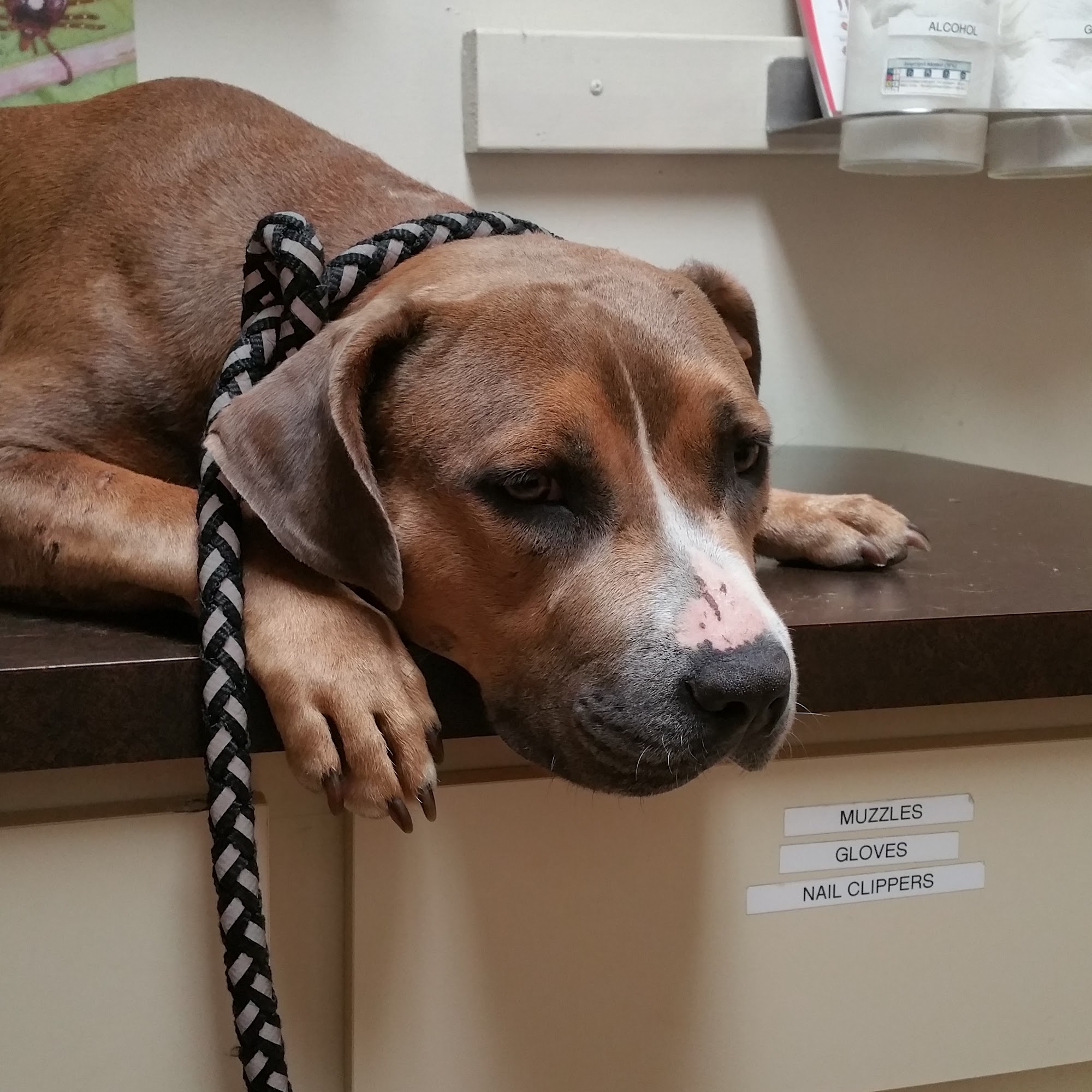 Crescent City Animal Health Center Crescent City