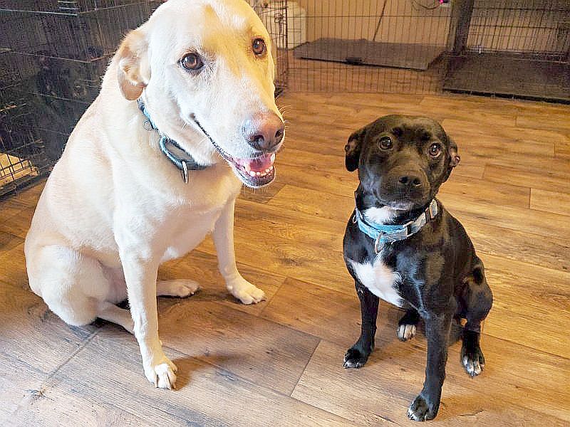 The Dog Den Crestview Crestview