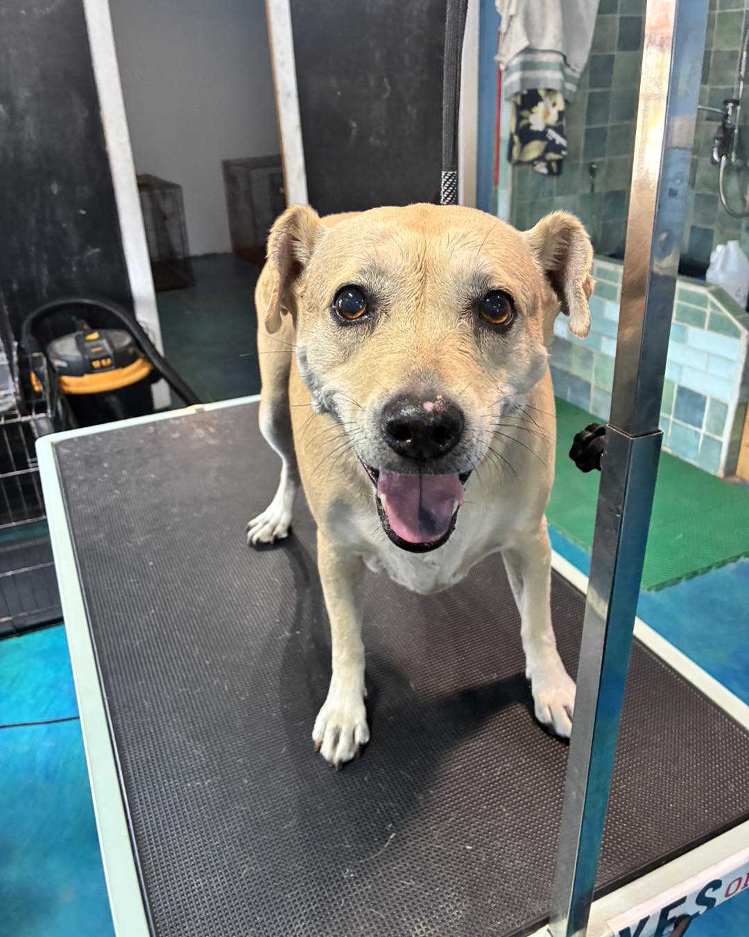 Amy's Home Pet Grooming & Boarding Crestview