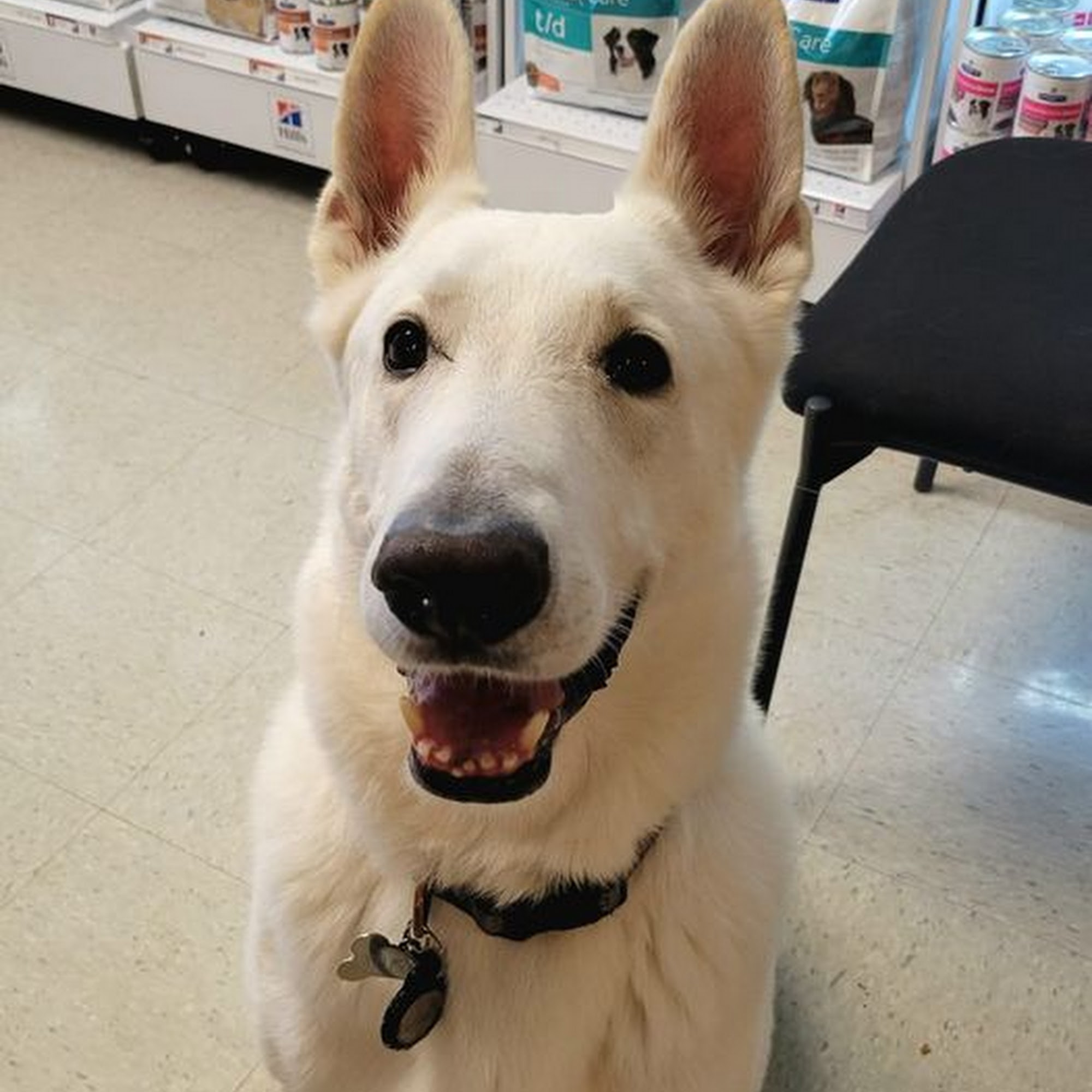 Crystal River Animal Hospital Crystal River