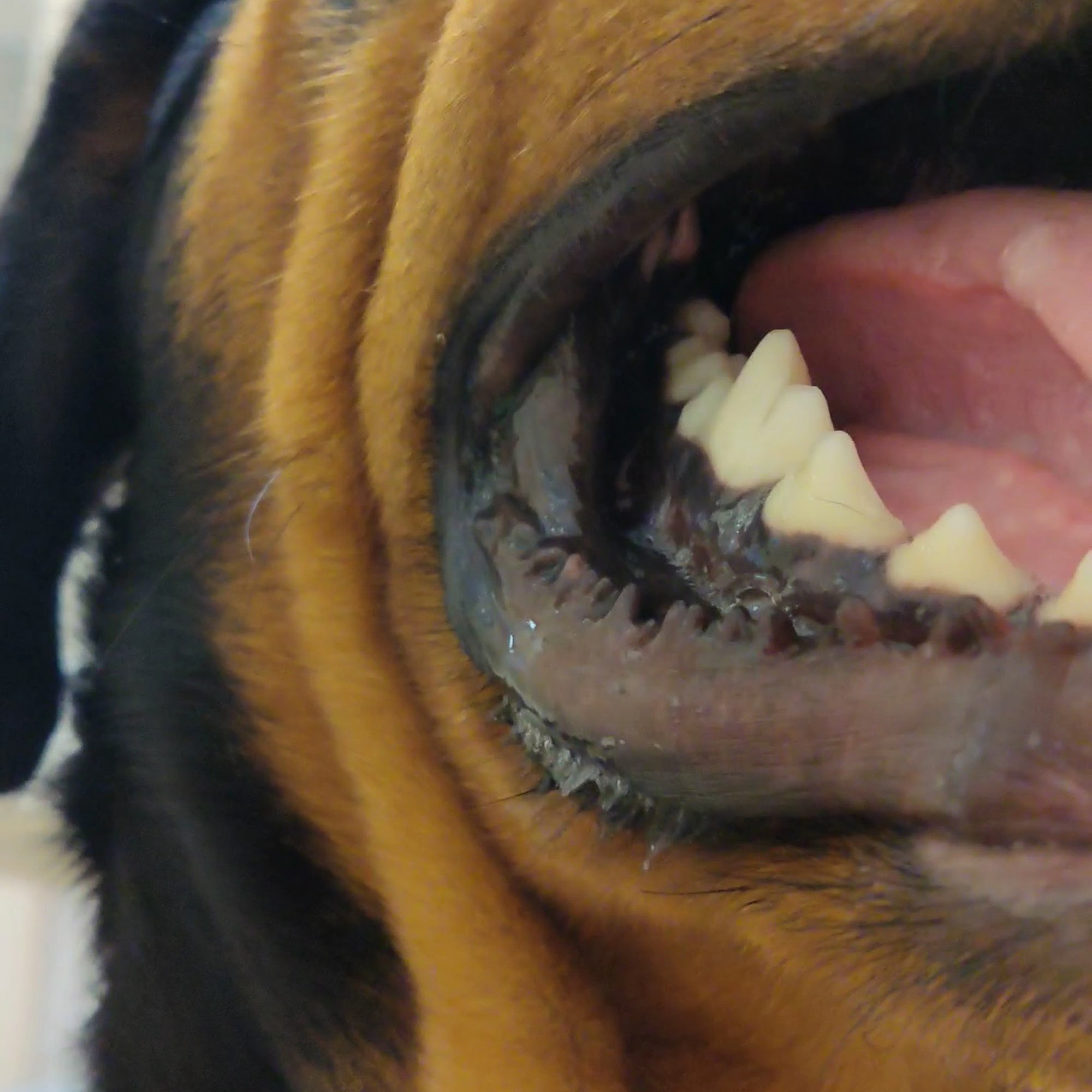 Plantation Animal Clinic Crystal River