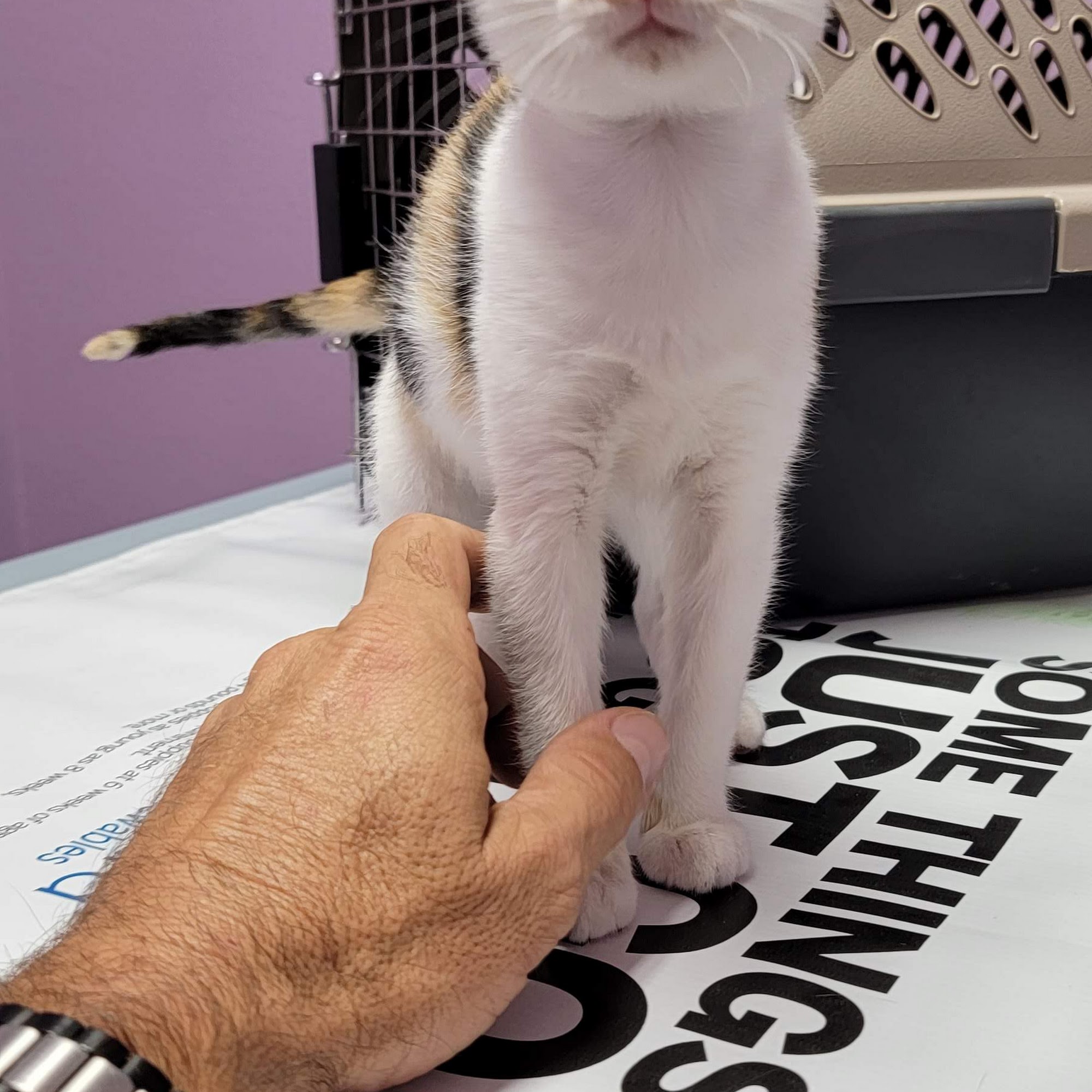 River Region Animal Hospital Crystal River