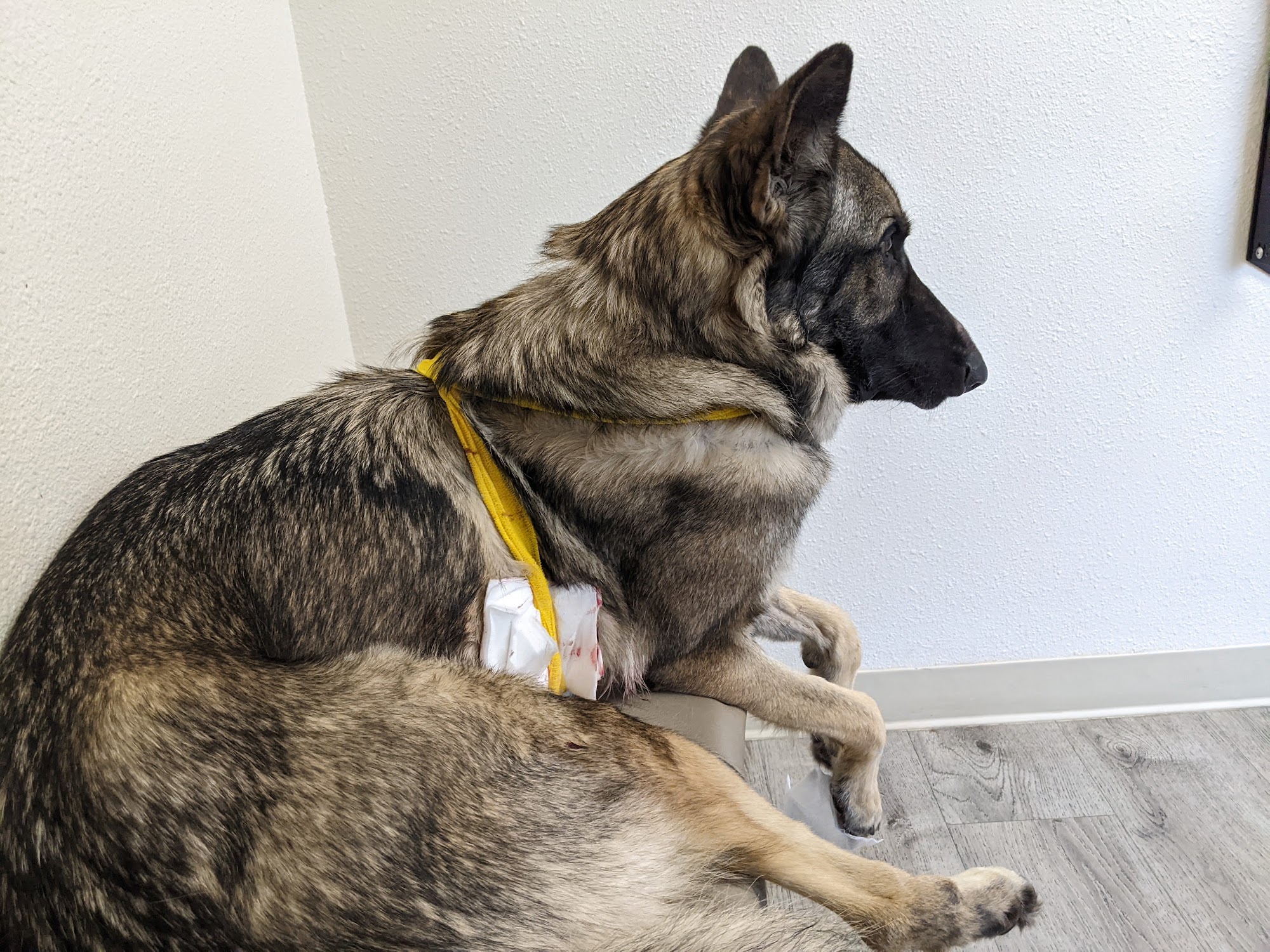 Urgent Pet Vets Crystal River