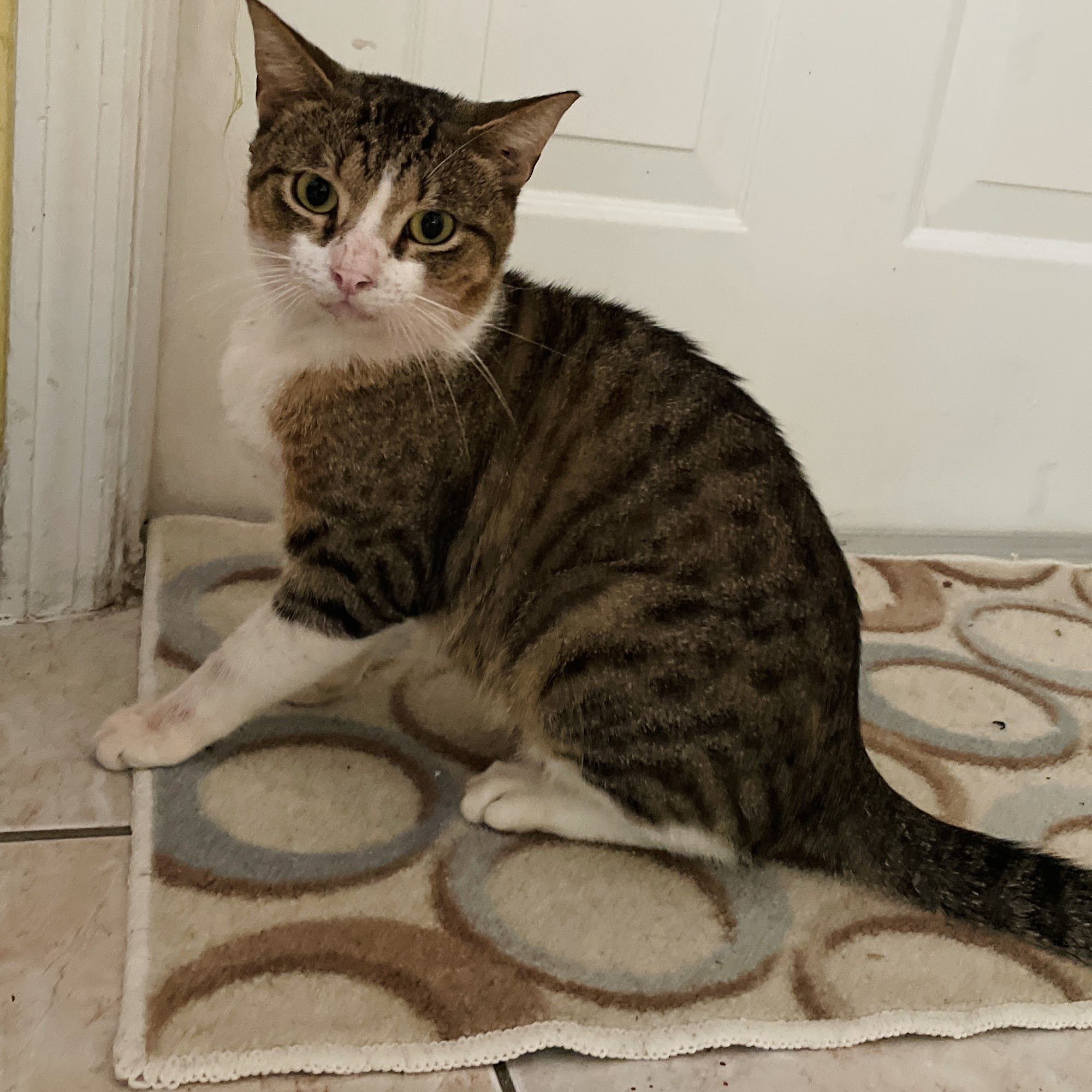 Aussie Animal Hospital Cutler Bay