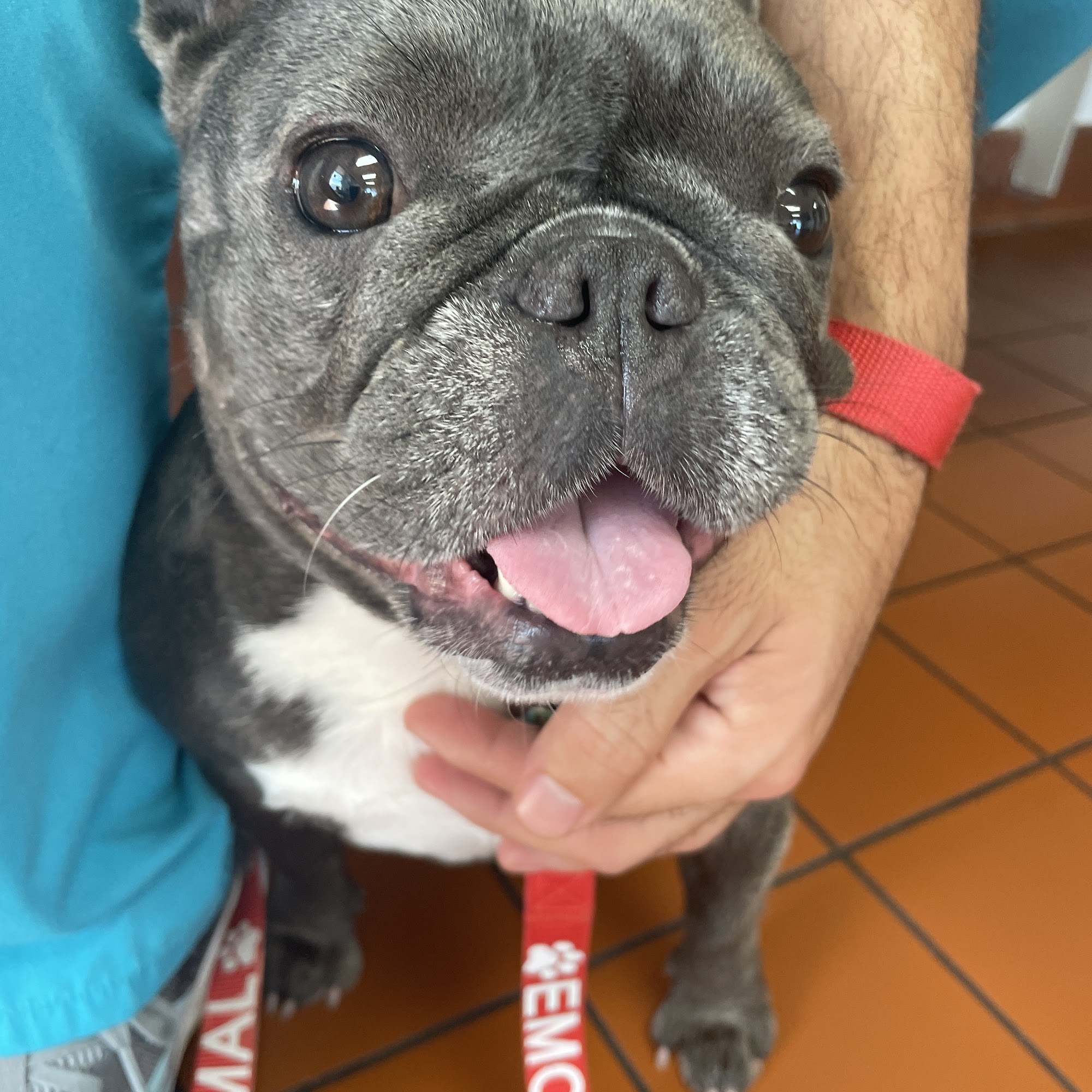 Quail Roost Animal Hospital Cutler Bay