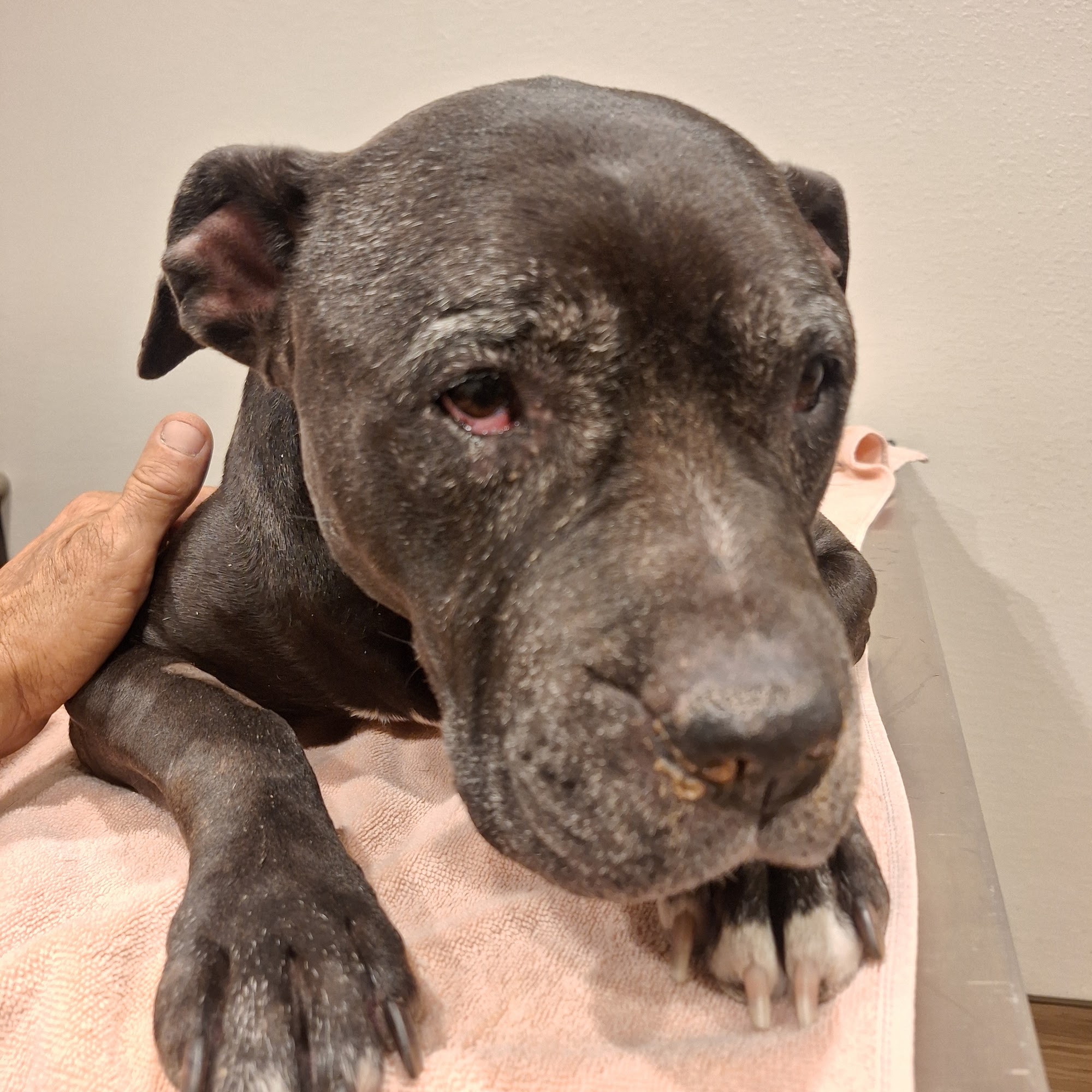 Dade City Animal Clinic Dade City